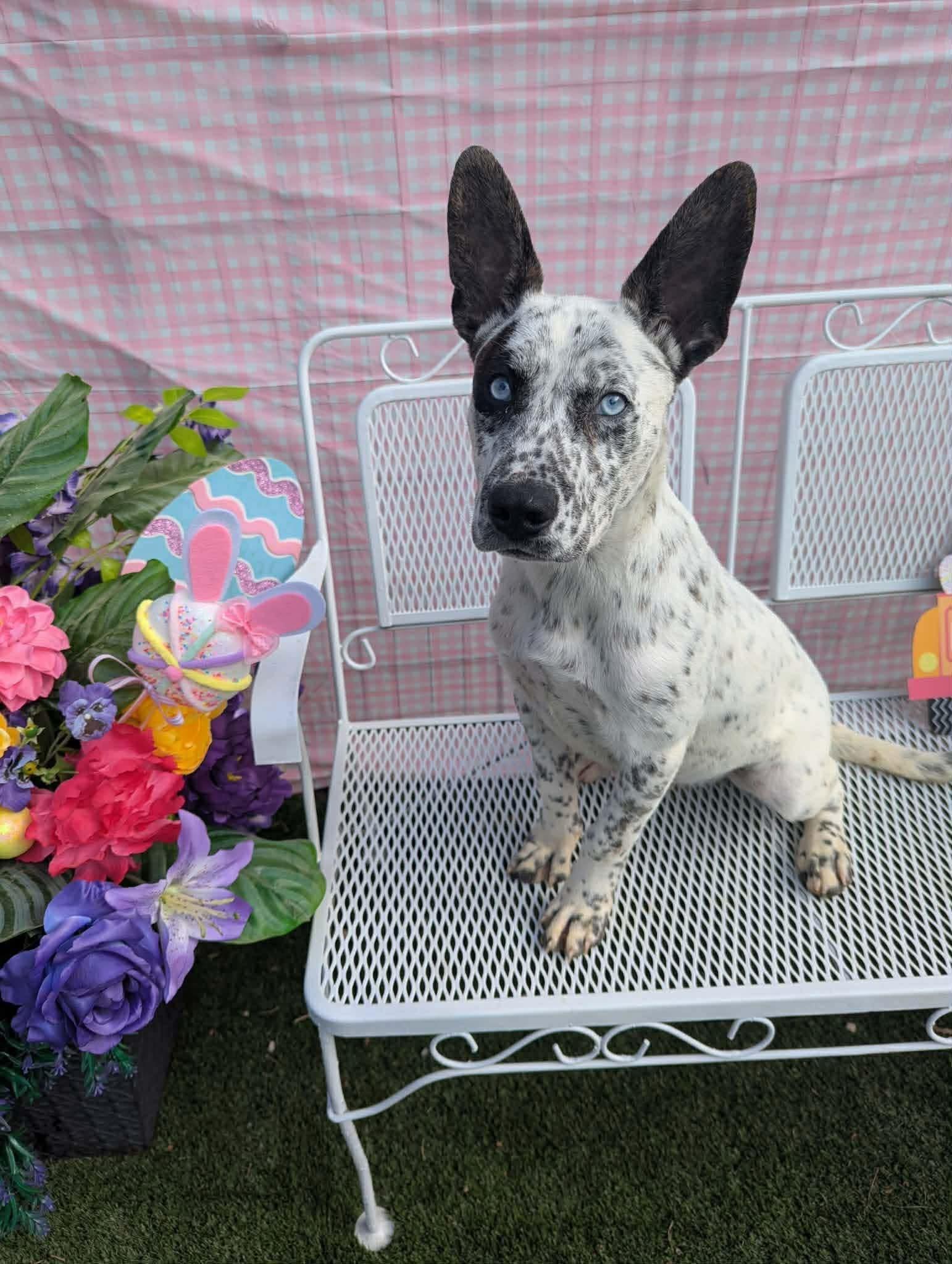 Enlarge Scooby, a Adoptable mixed breed in Parrish, FL image 4/6