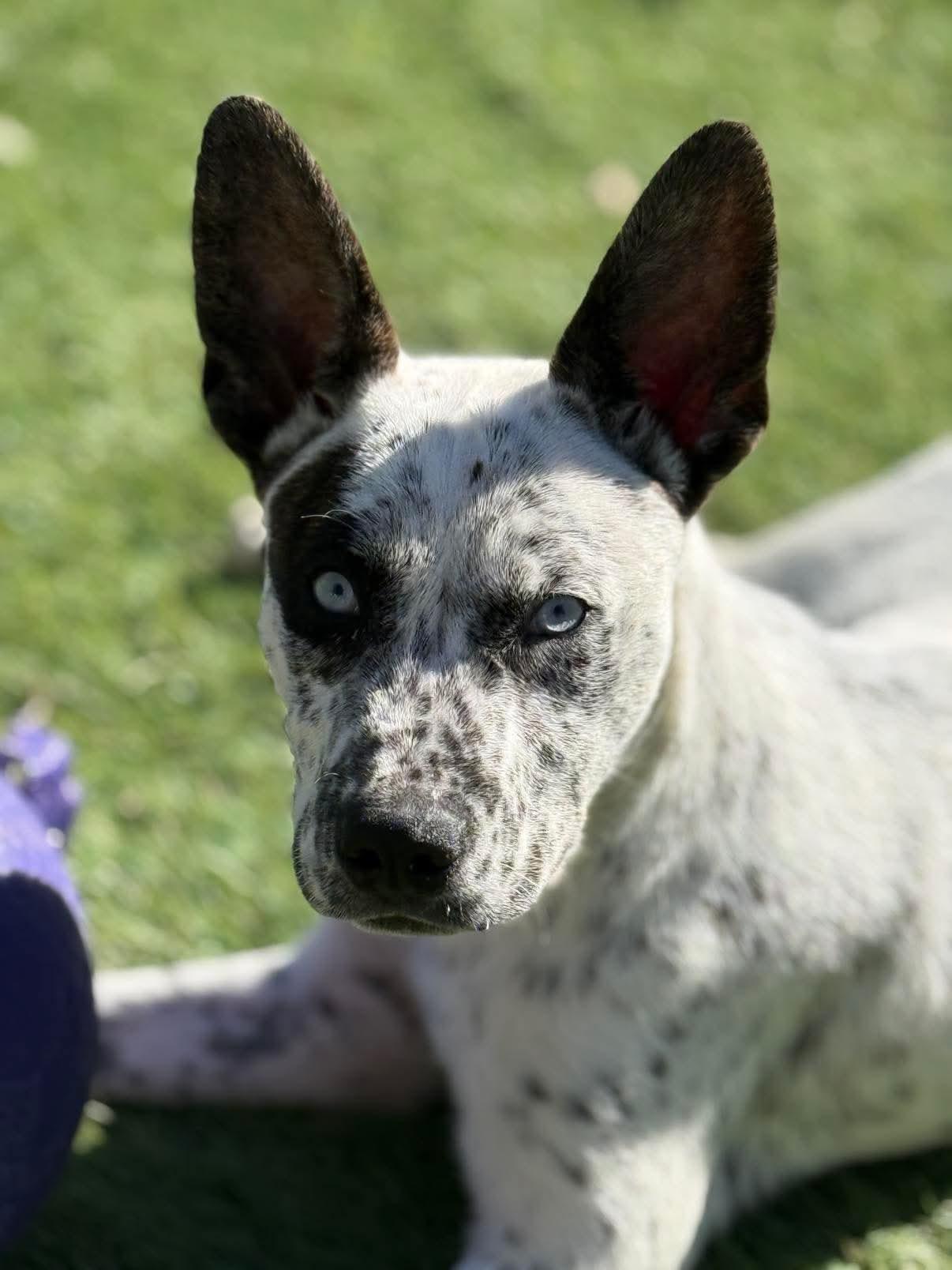 Enlarge Scooby, a Adoptable mixed breed in Parrish, FL image 5/6