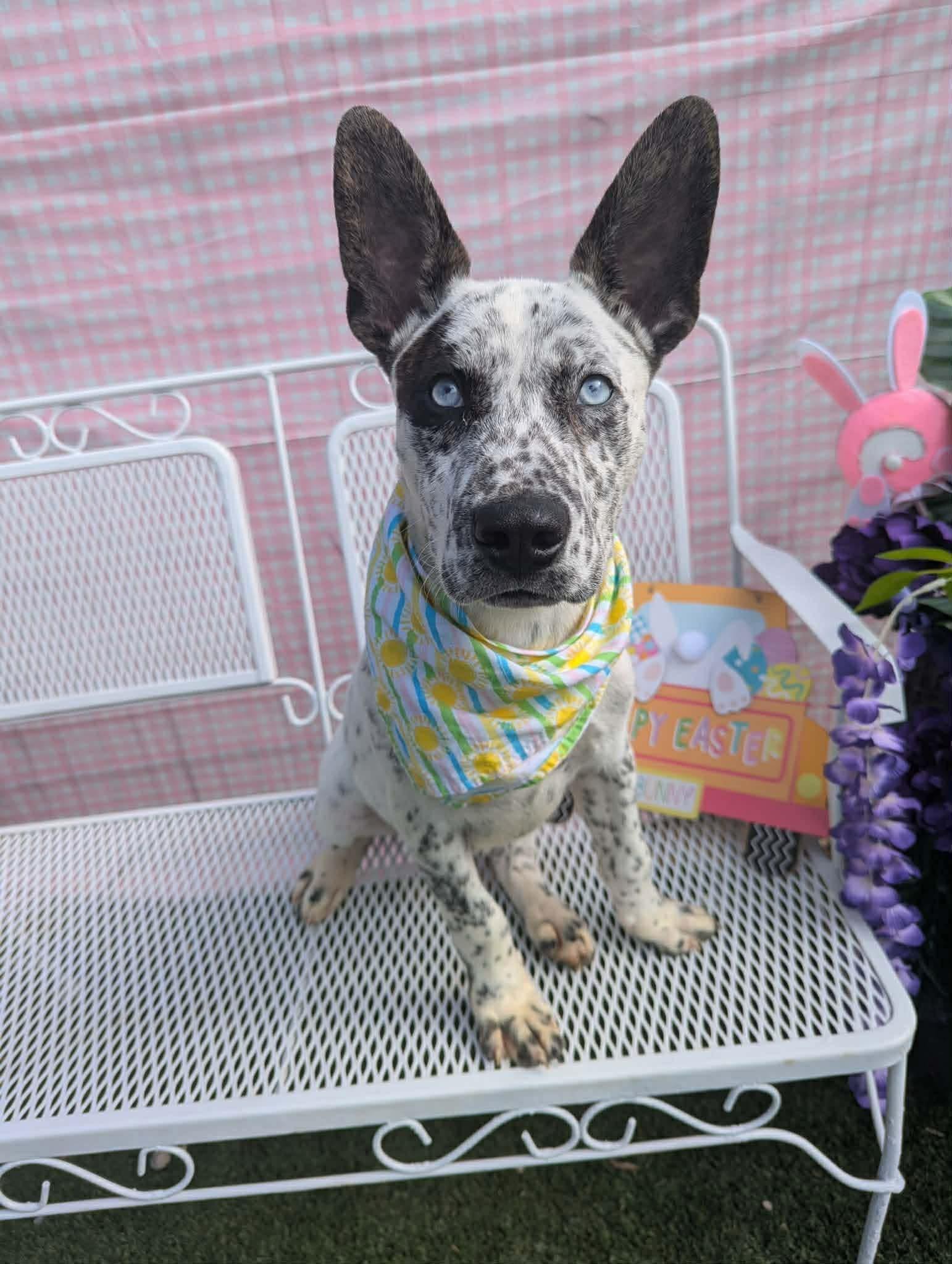 Enlarge Scooby, a Adoptable mixed breed in Parrish, FL image 6/6