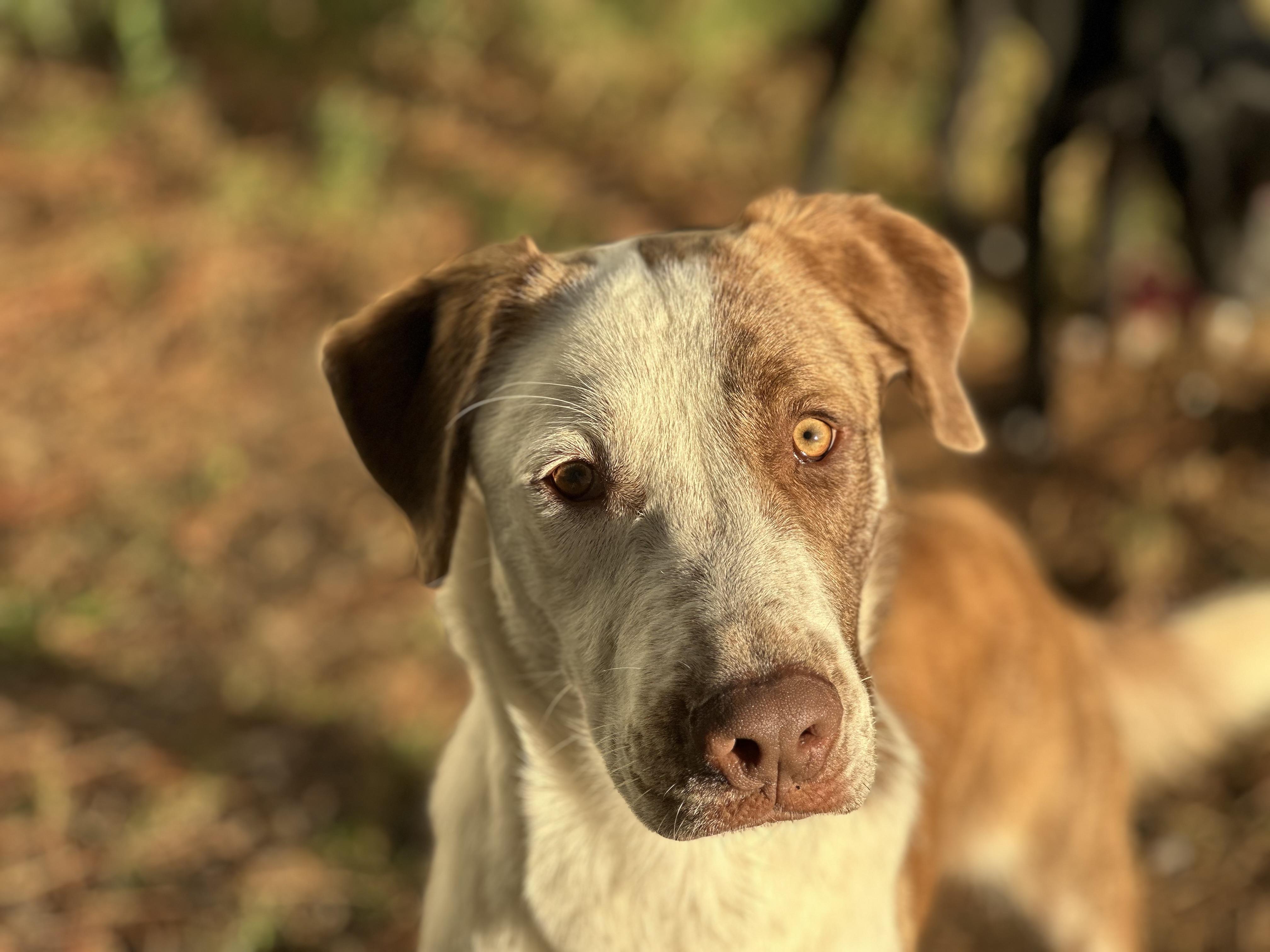 Atlas, a Adoptable mixed breed in Nashville , TN image 2/6