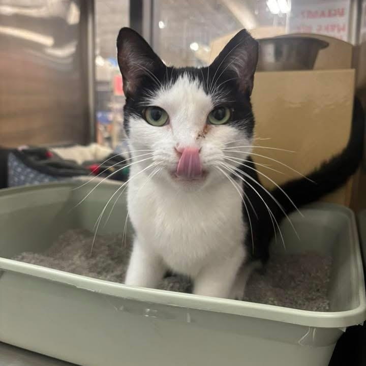 Vivi, Adoptable, Adult Male Domestic Short Hair.