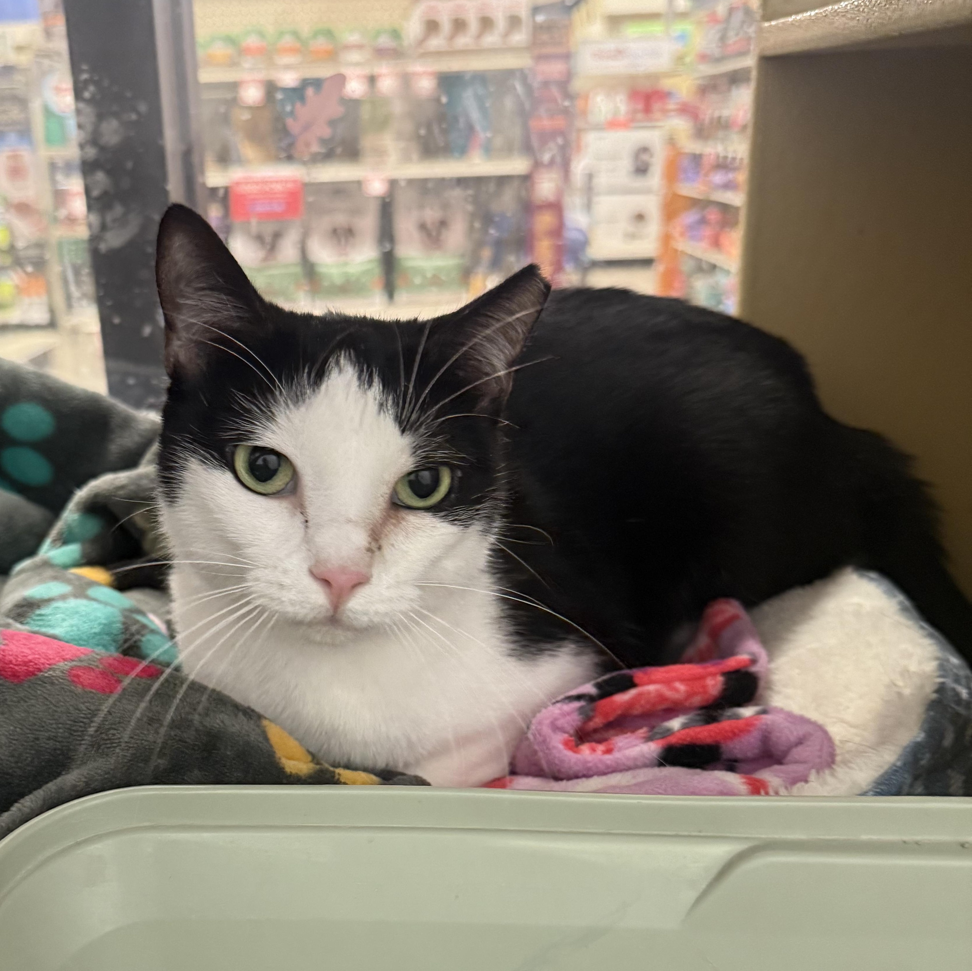 Vivi, a Adoptable Domestic Short Hair in Chandler, AZ image 3/3