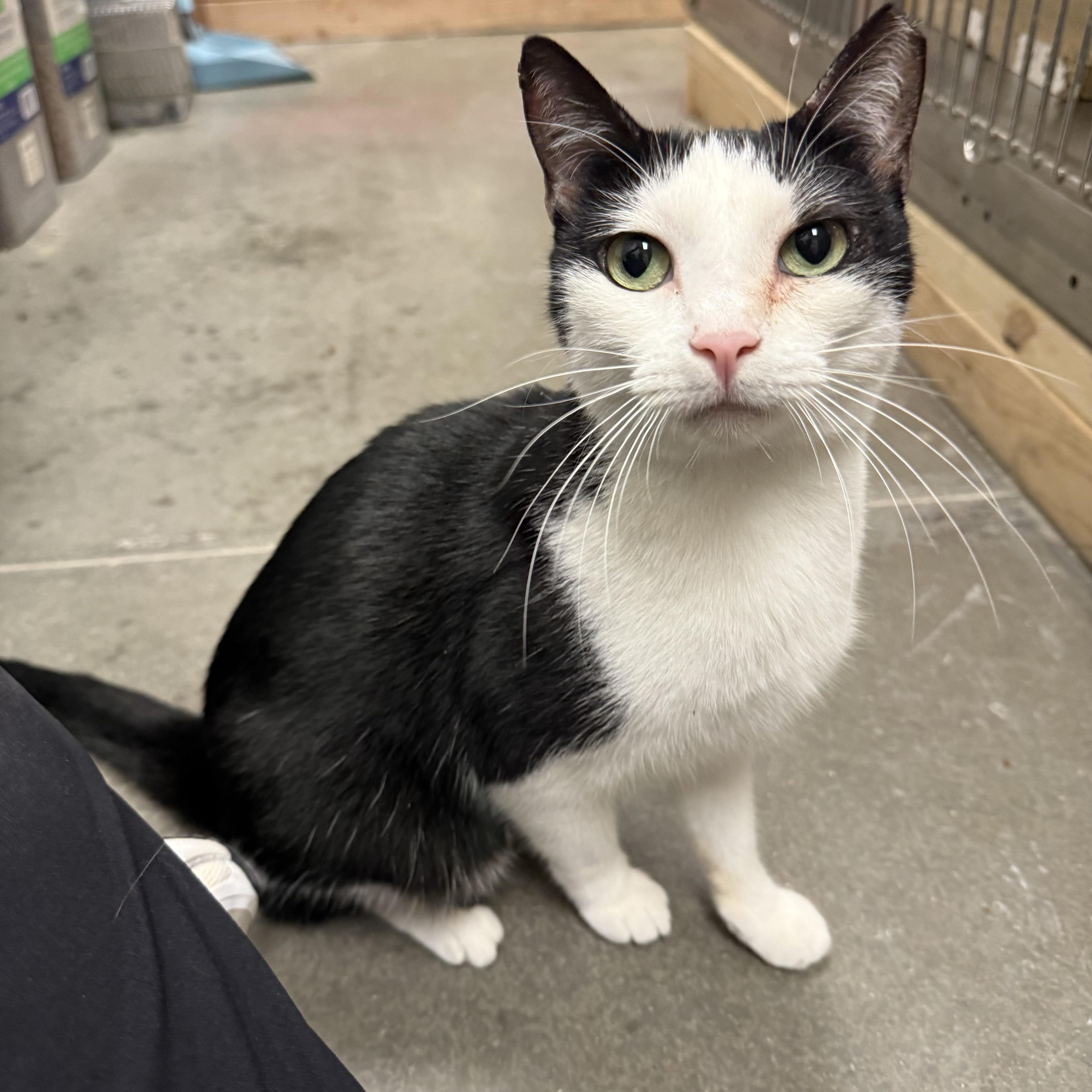 Vivi, Adoptable, Adult Female Domestic Short Hair.