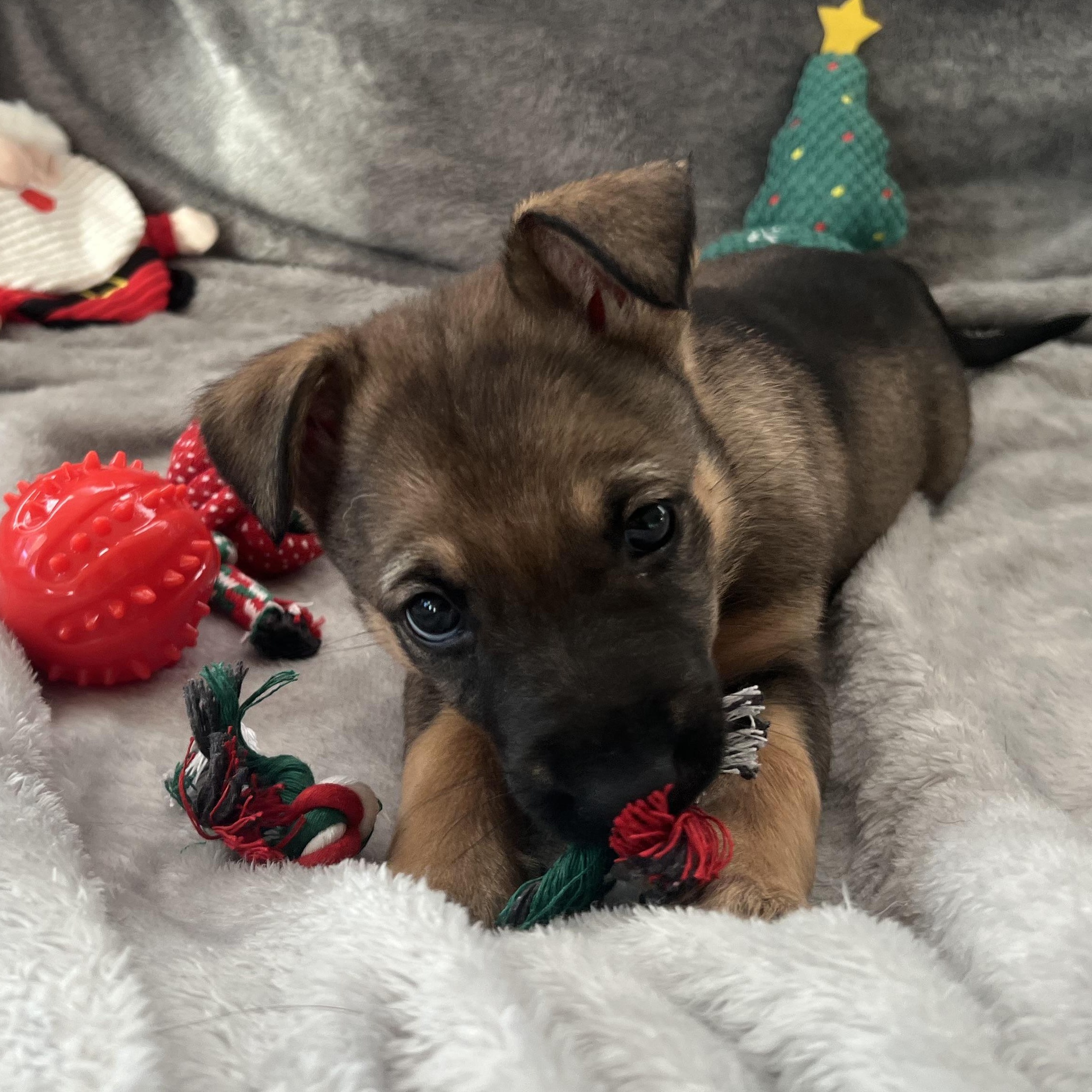 Countess thumbnail 2