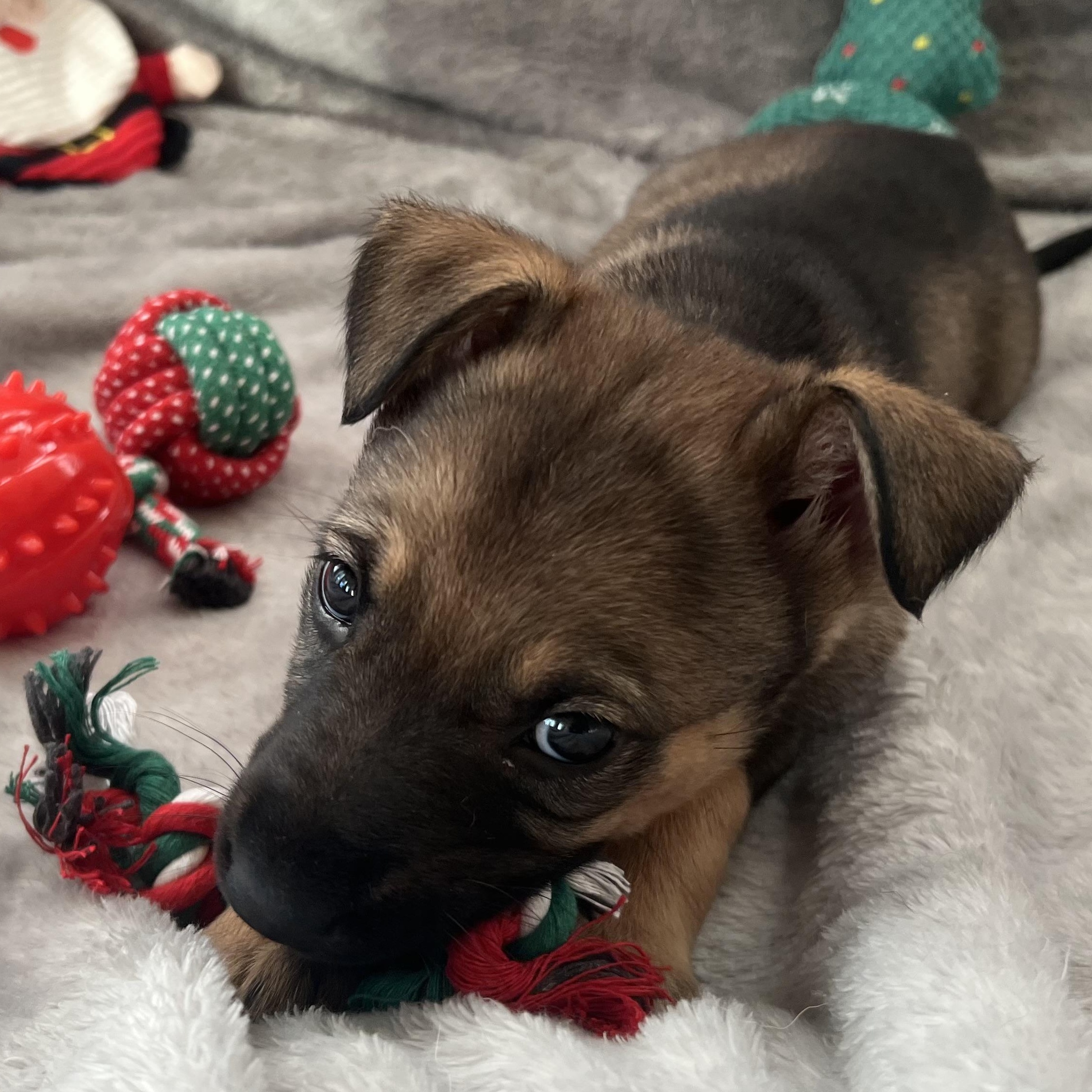 Countess thumbnail 3