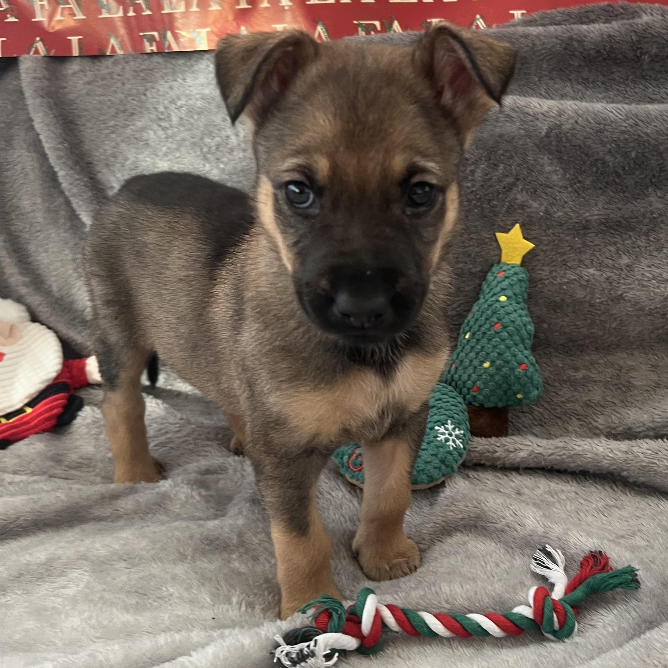 Countess thumbnail 4