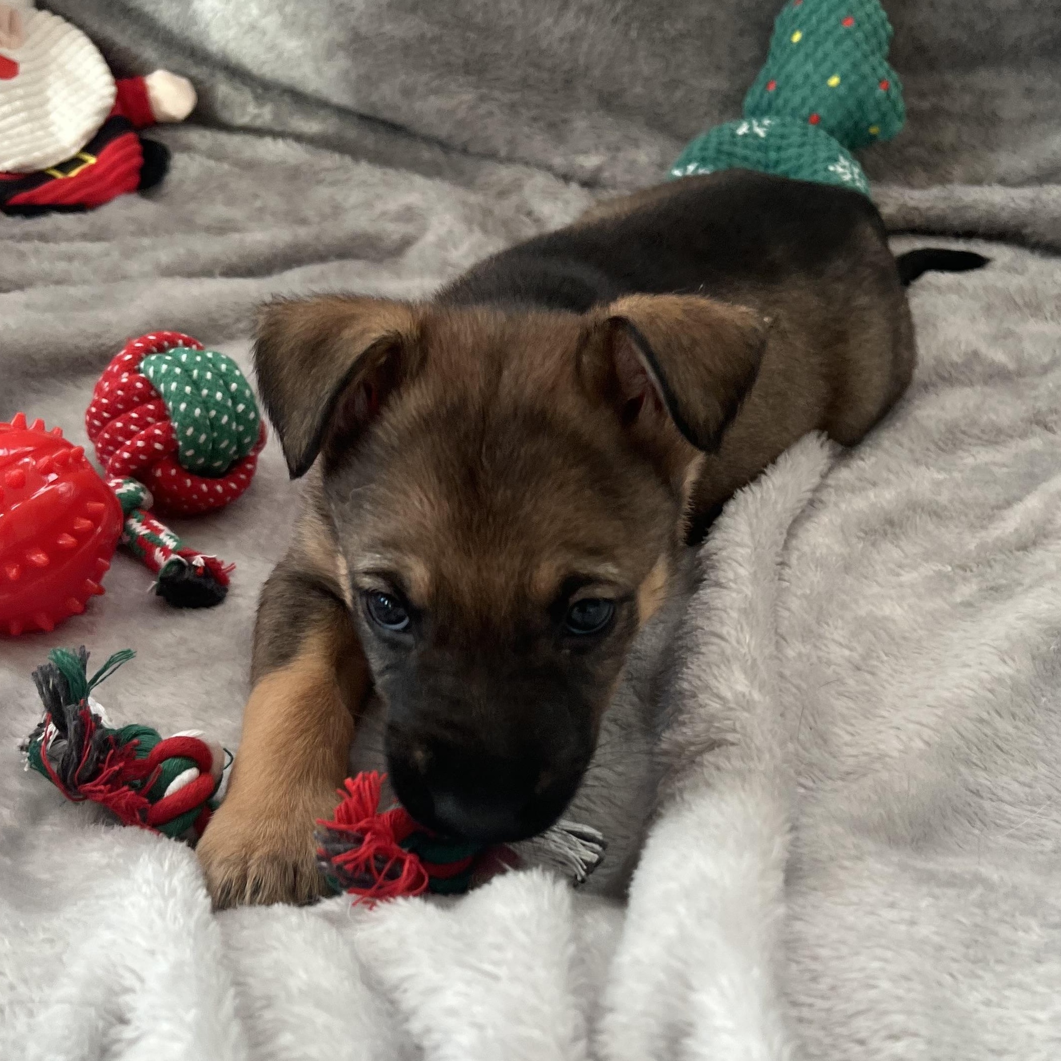 Countess thumbnail 5