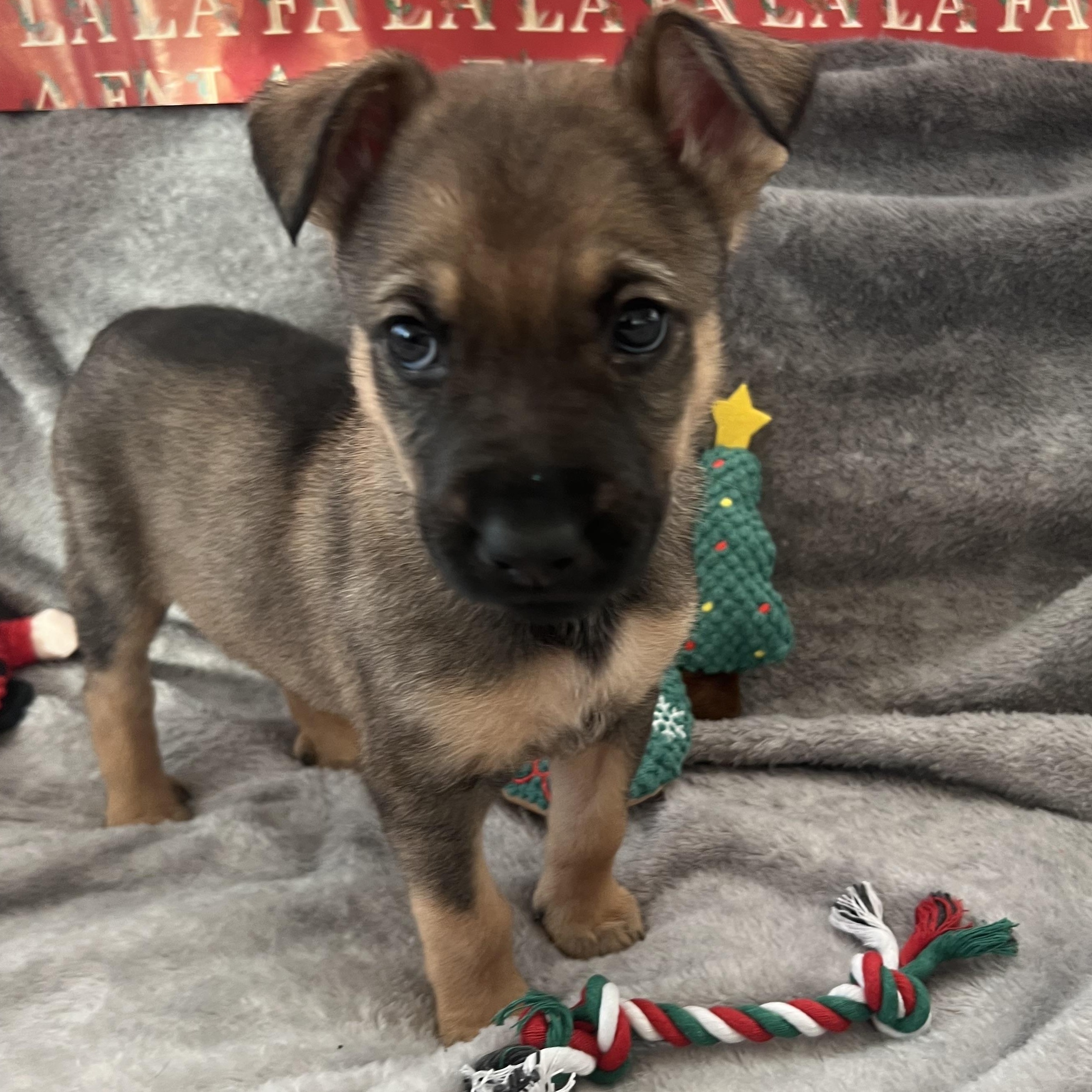 Countess thumbnail 6