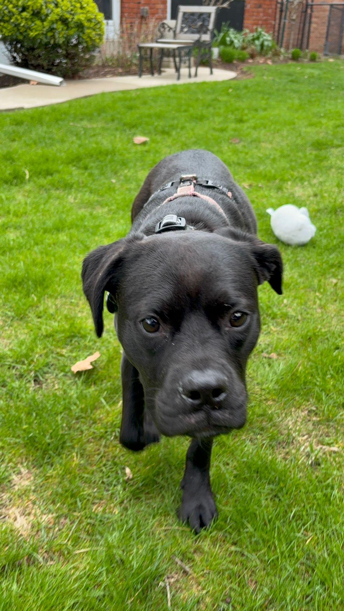 Enlarge Jade, a ADOPTABLE mixed breed in Oakville, ON image 3/6