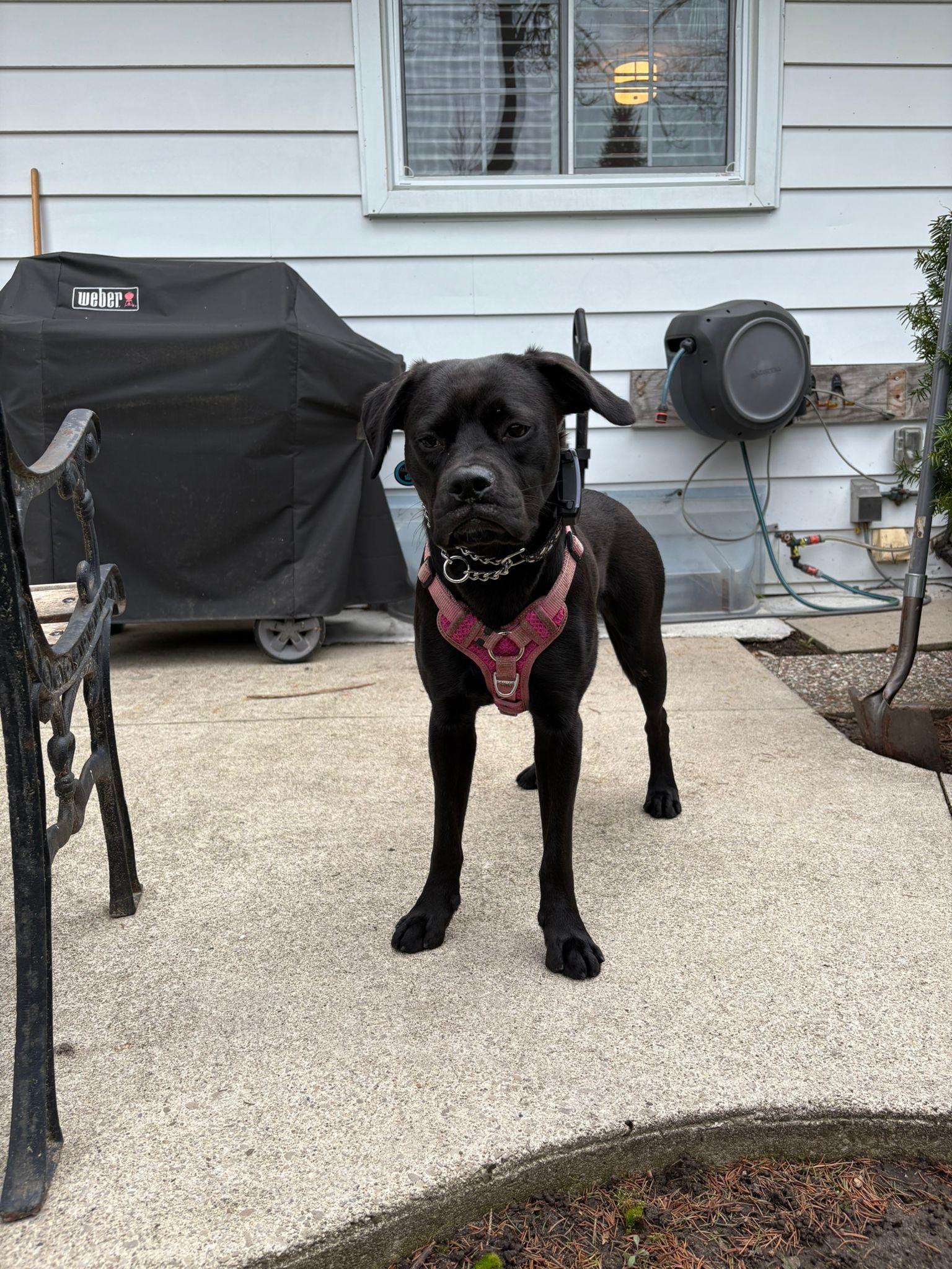 Enlarge Jade, a ADOPTABLE mixed breed in Oakville, ON image 2/6