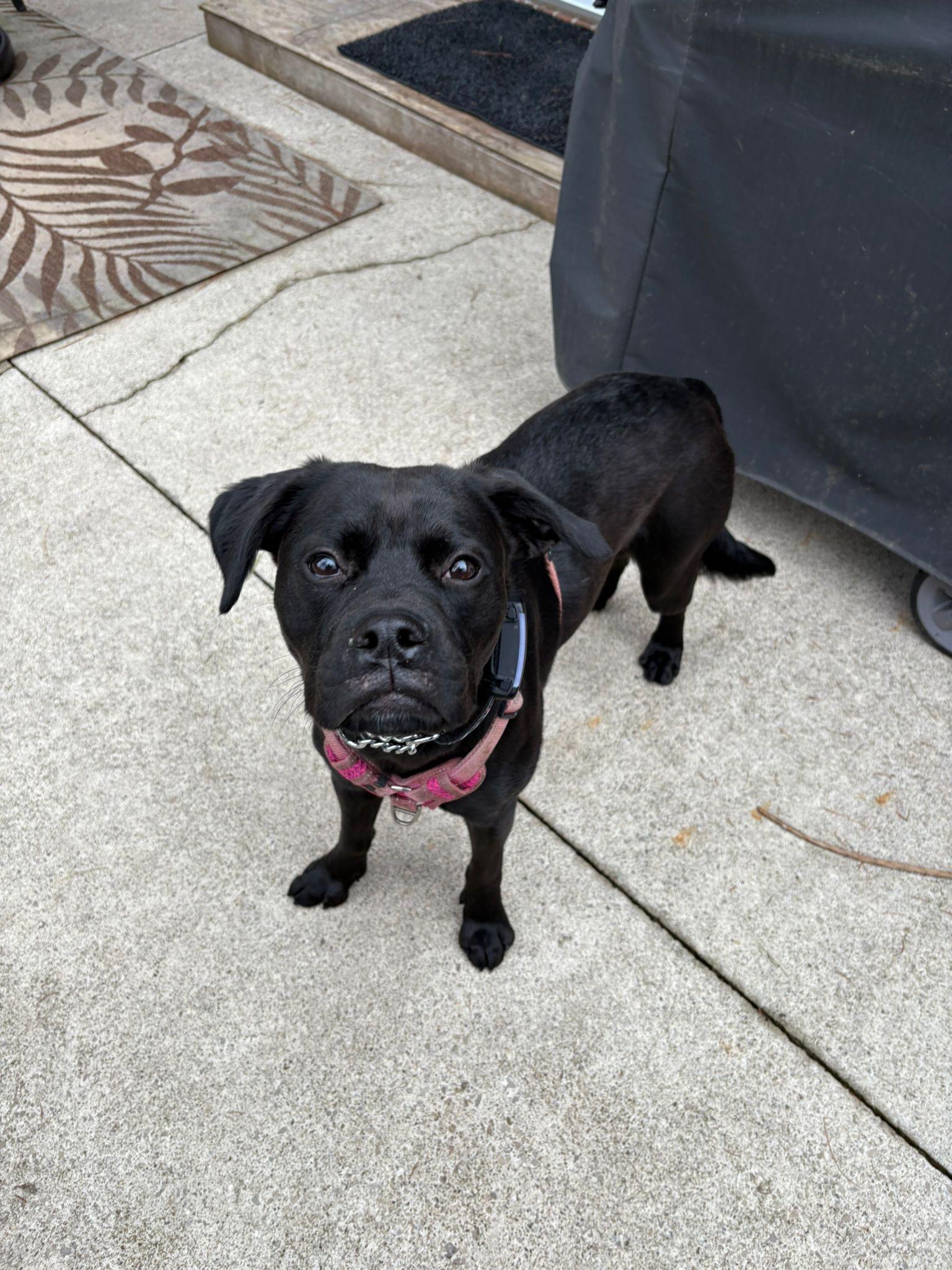 Enlarge Jade, a ADOPTABLE mixed breed in Oakville, ON image 6/6