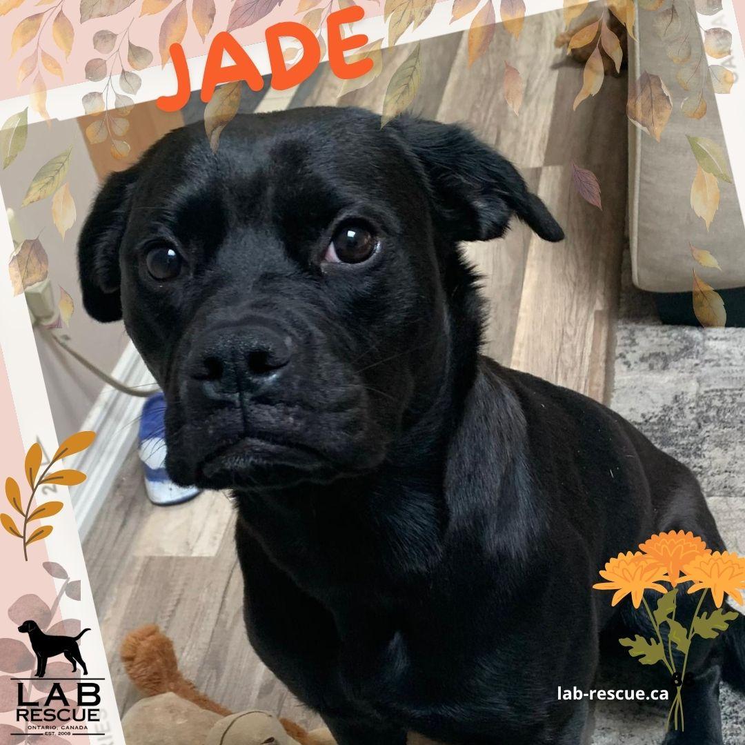 Jade, ADOPTABLE, Young Female Labrador Retriever.