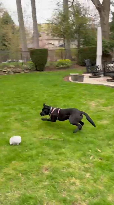 Enlarge Jade, a ADOPTABLE mixed breed in Oakville, ON video 4/6