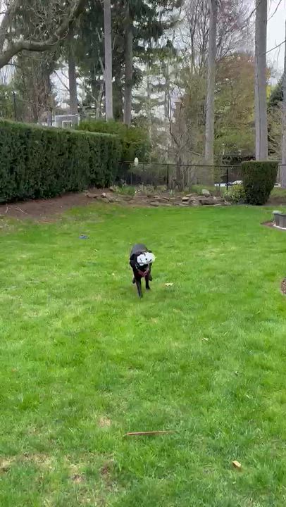 Enlarge Jade, a ADOPTABLE mixed breed in Oakville, ON video 5/6