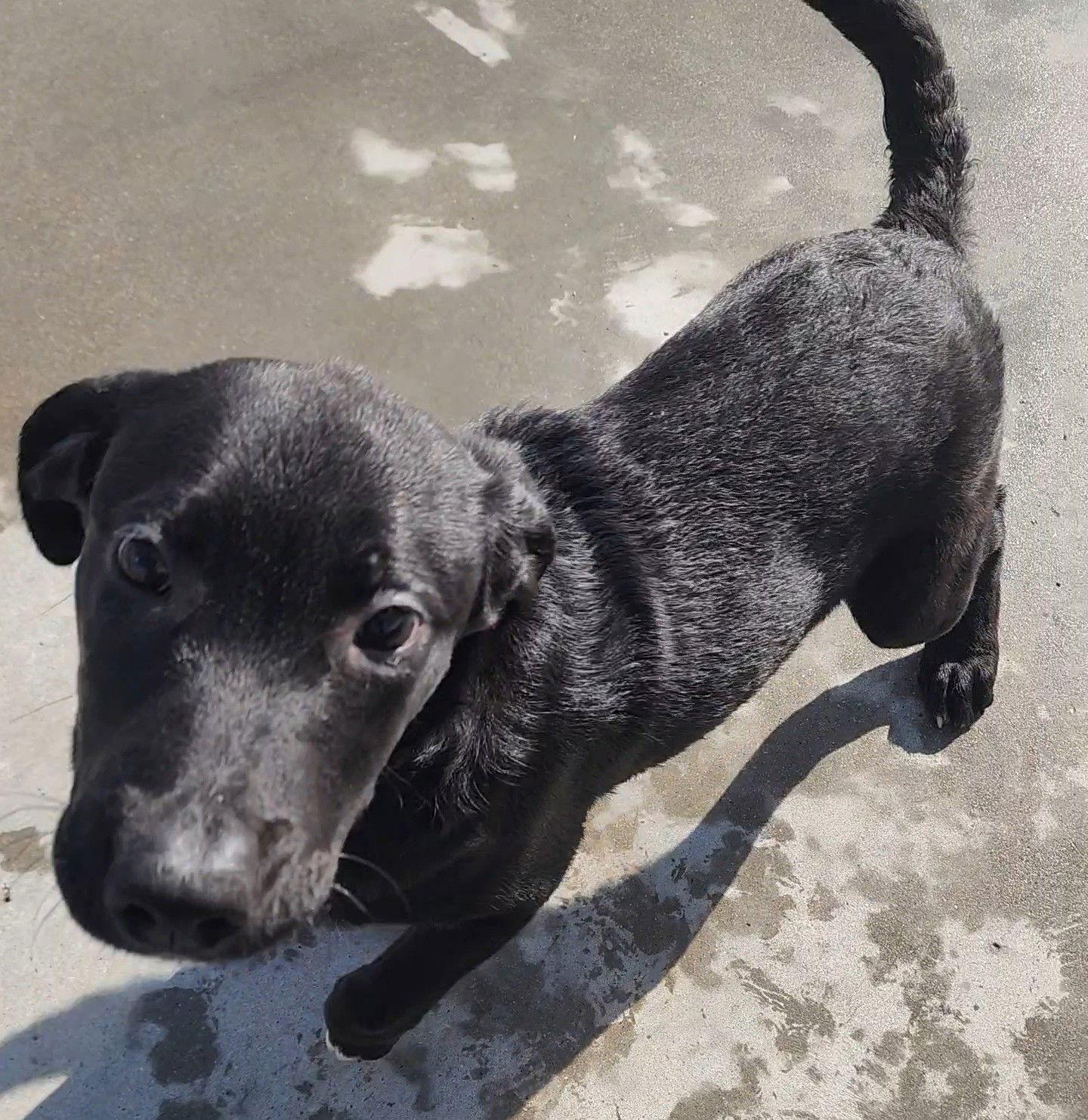 Jet, Adoptable, Young Female Irish Wolfhound & Boxer.