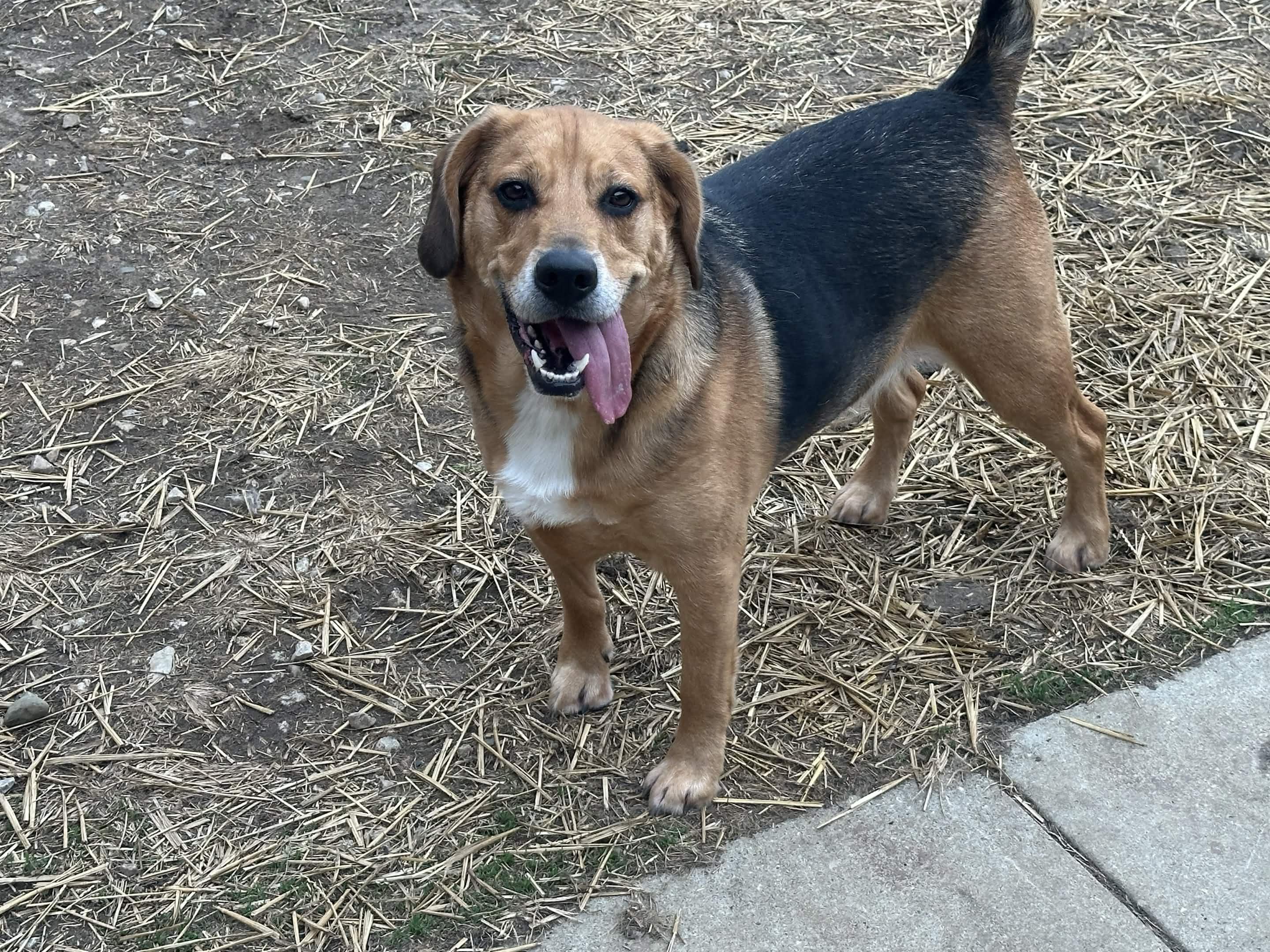Duke, ADOPTABLE, Adult Male Beagle & German Shepherd Dog.