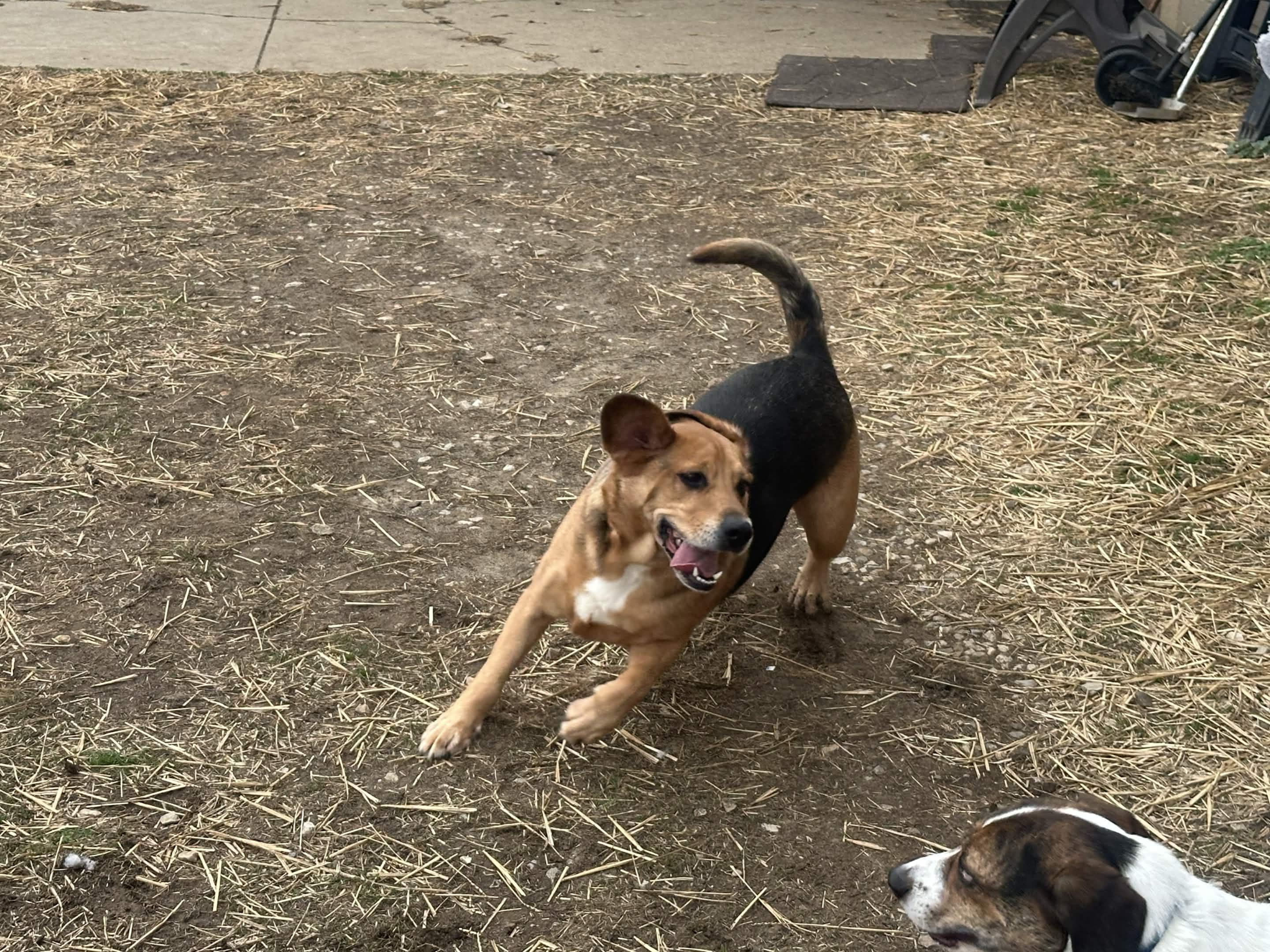 Enlarge Duke, a ADOPTABLE mixed breed in North Canton, OH image 2/2