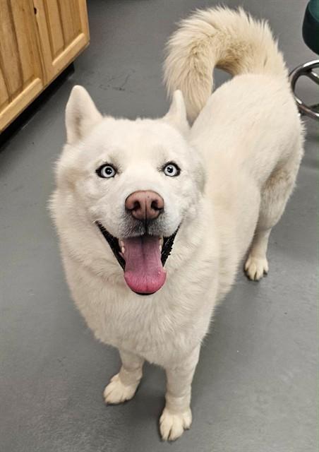 Monkey, ADOPTABLE, Adult Male Husky.