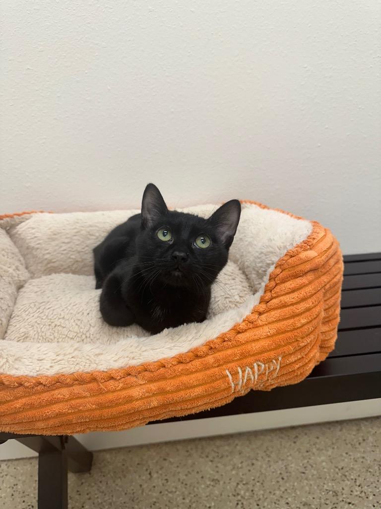 Sharky, Adoptable, Kitten Male Domestic Short Hair.