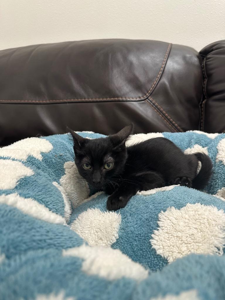 Sharky @PetSmart Walker Rd, Adoptable, Kitten Male Domestic Short Hair.