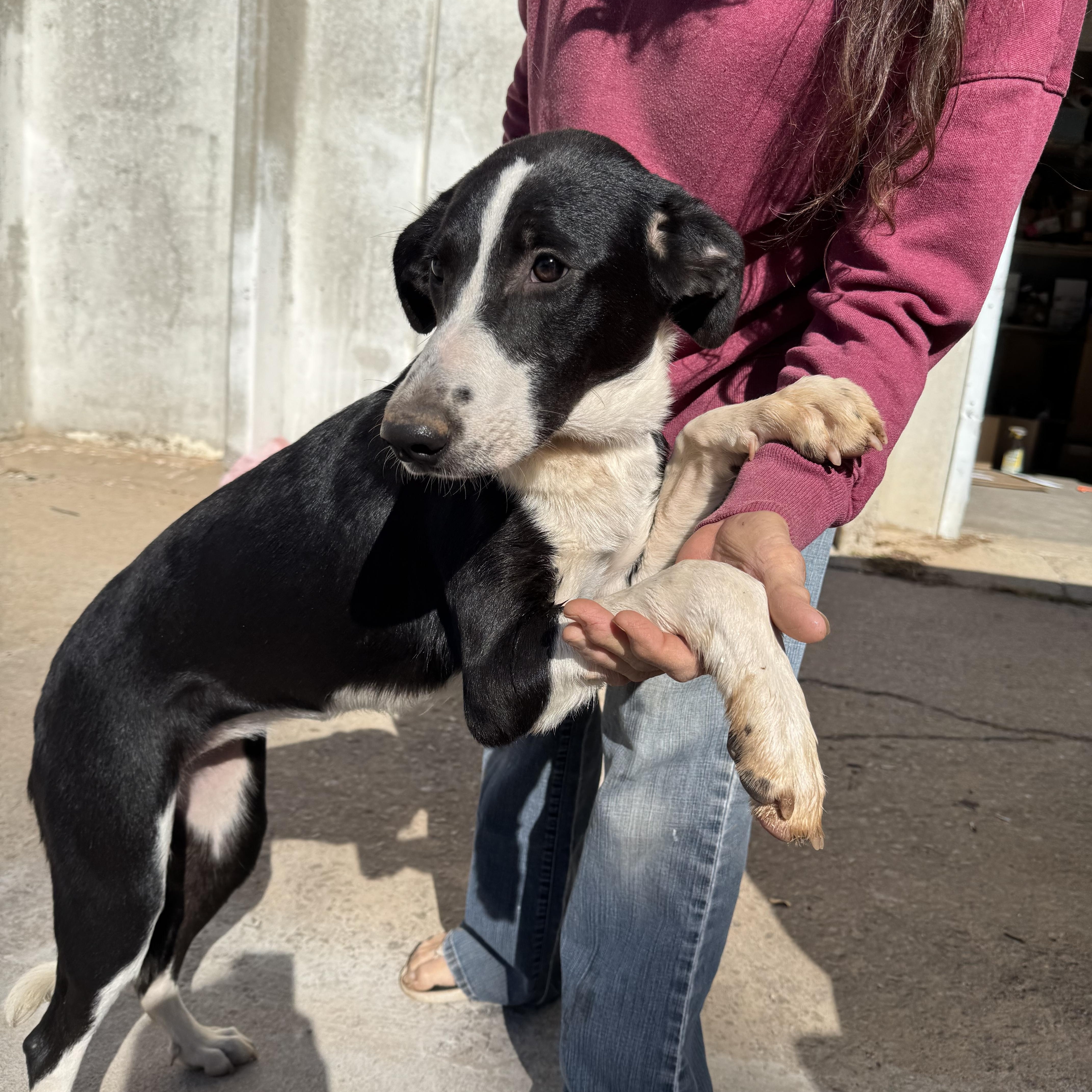 Godiva , ADOPTABLE, Young Female Border Collie.