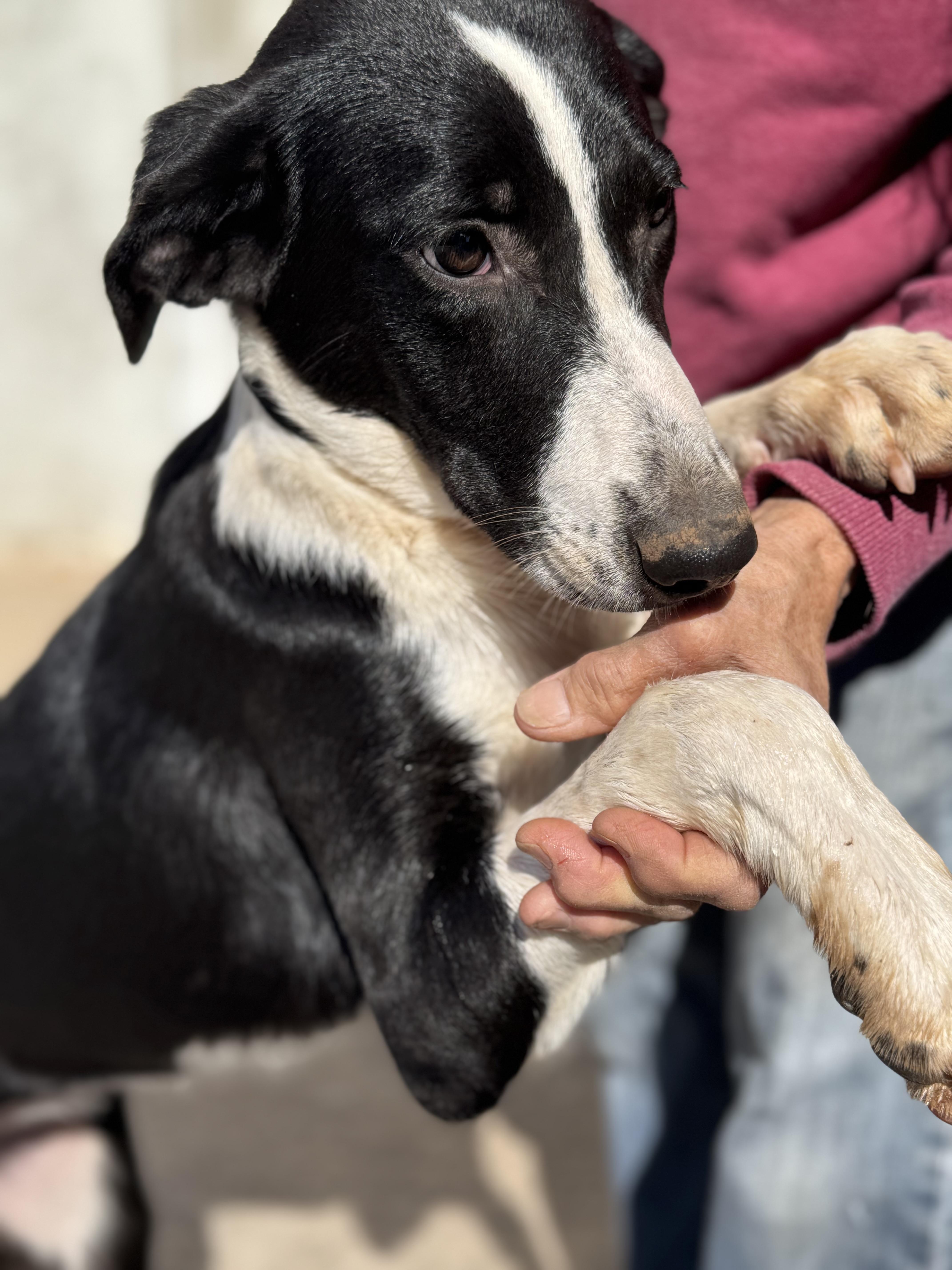 Enlarge Godiva , a ADOPTABLE mixed breed in Cushing, OK image 2/4