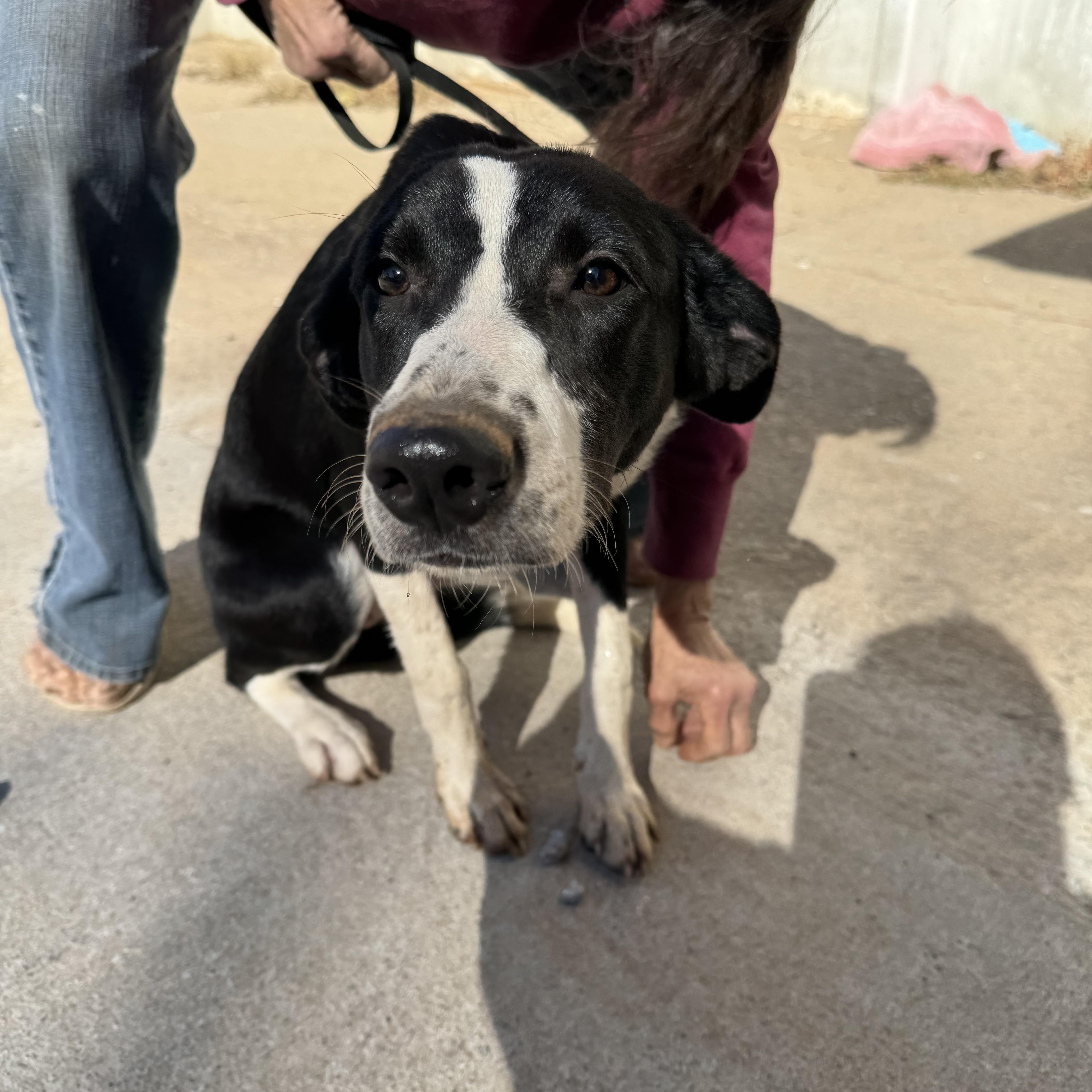 Enlarge Godiva , a ADOPTABLE mixed breed in Cushing, OK image 3/4