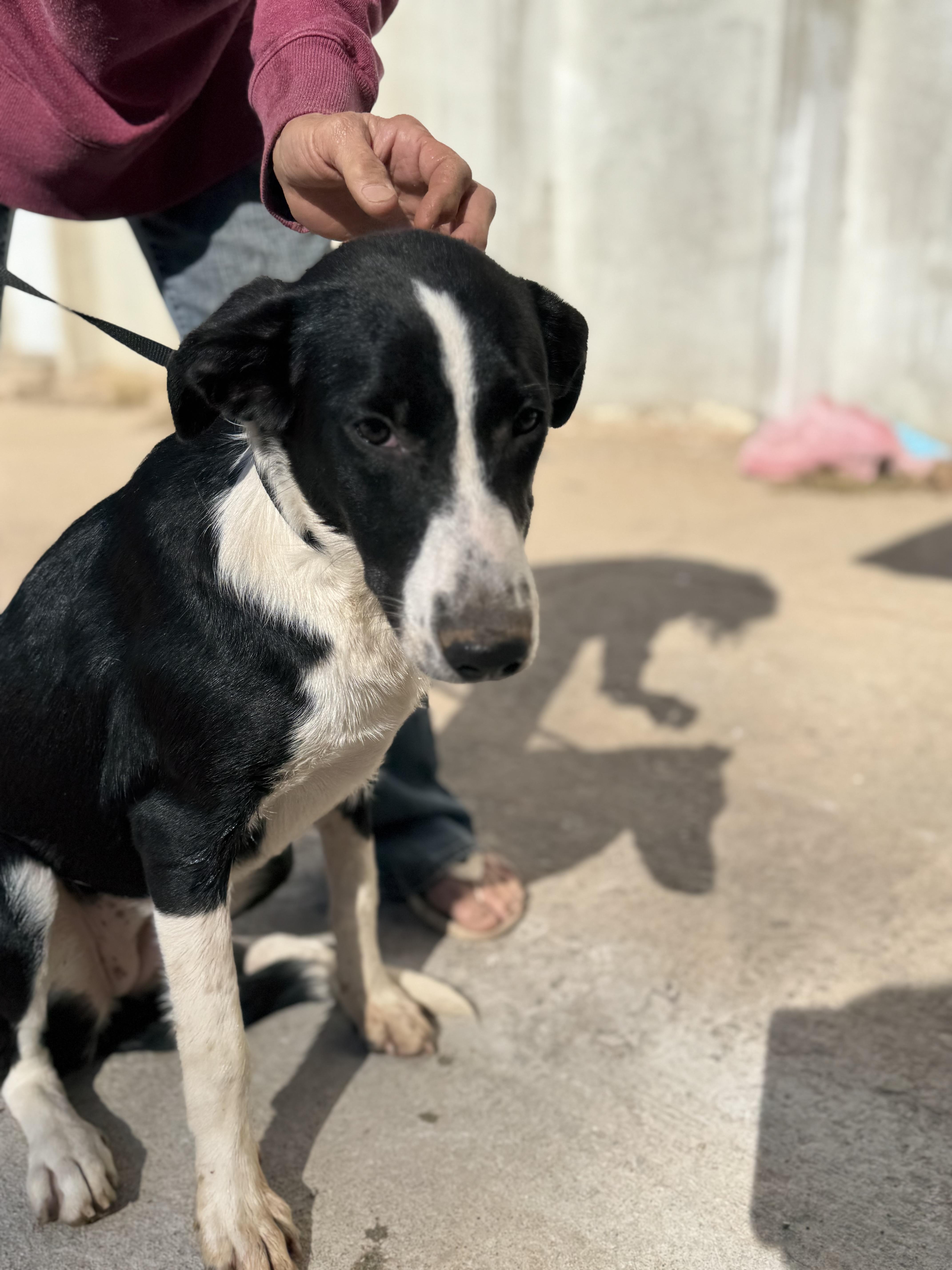 Enlarge Godiva , a ADOPTABLE mixed breed in Cushing, OK image 4/4