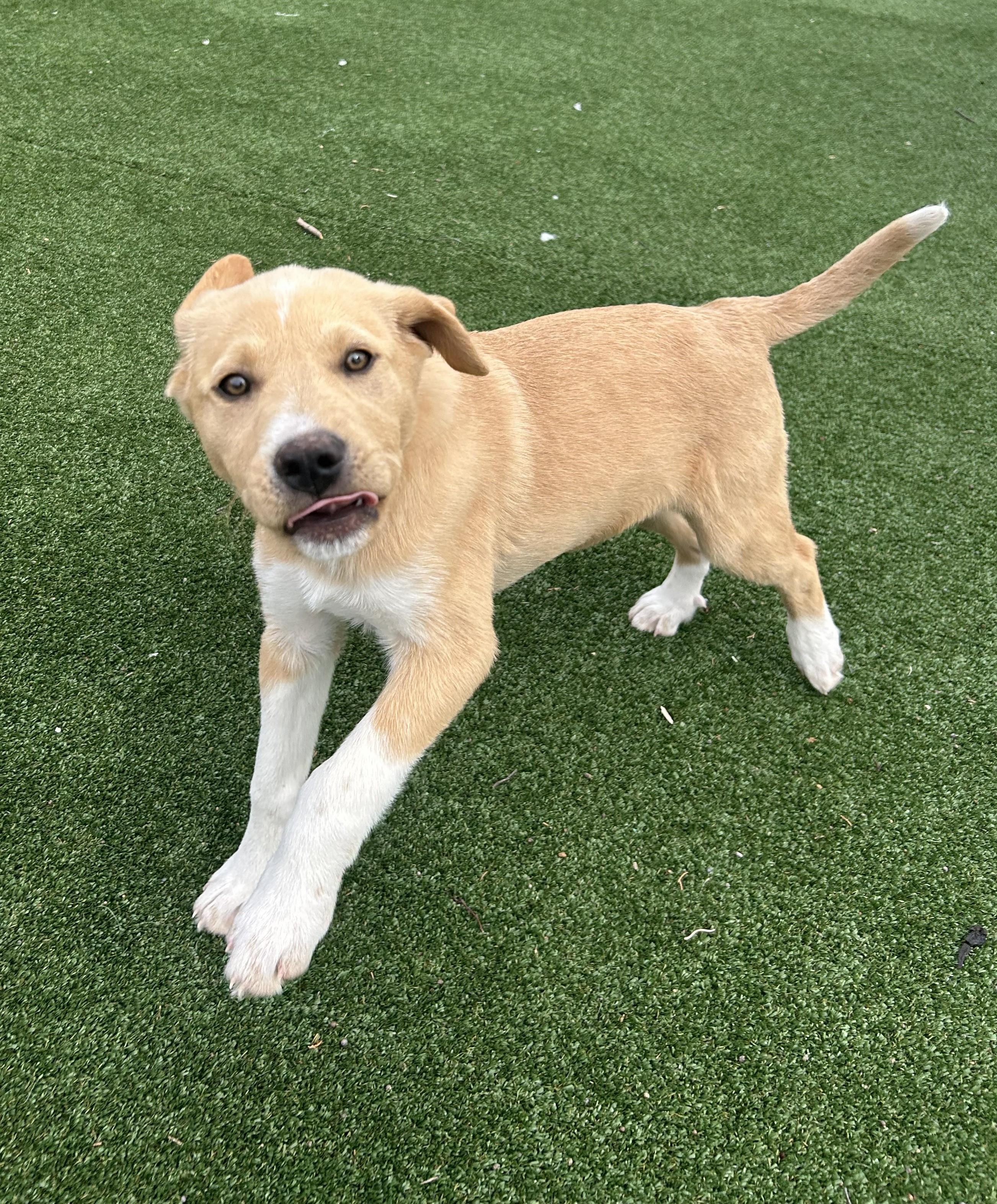 Enlarge Dani, an adopted mixed breed in Gallatin, TN image 3/5