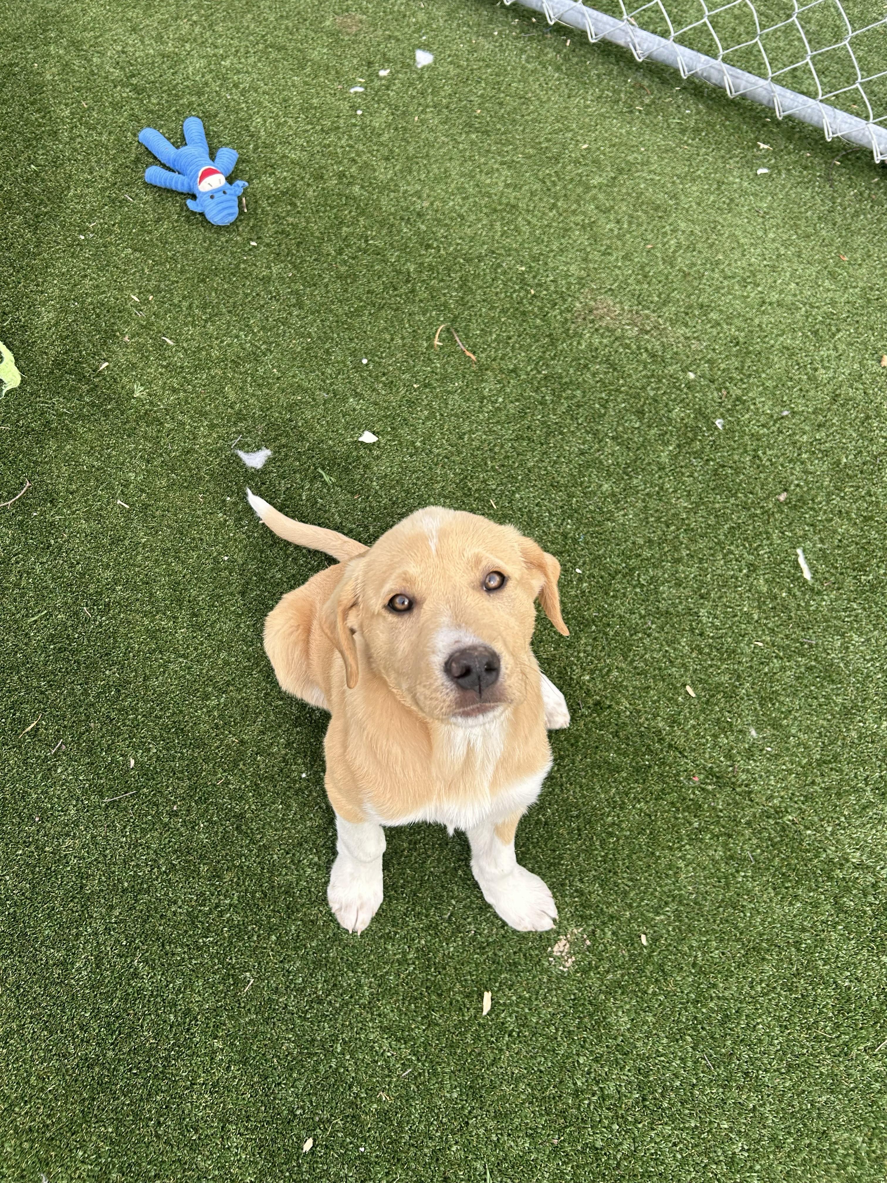 Enlarge Dani, an adopted mixed breed in Gallatin, TN image 5/5