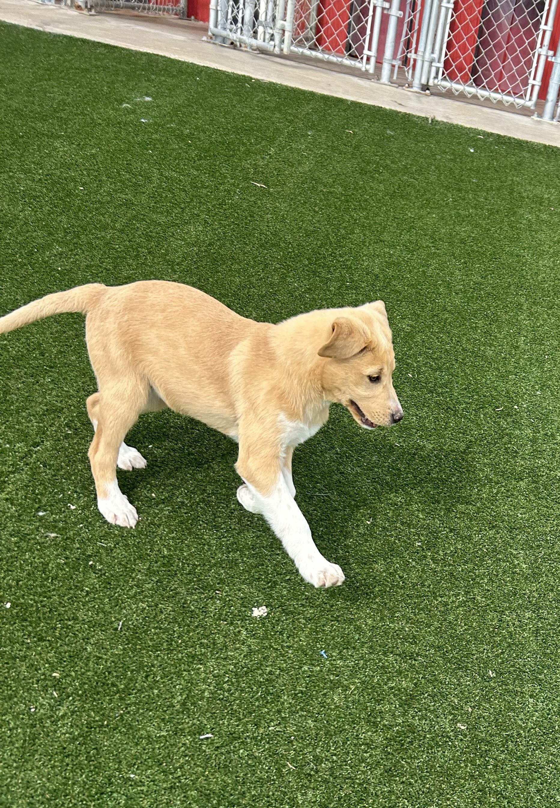 Enlarge Dani, an adopted mixed breed in Gallatin, TN image 2/5