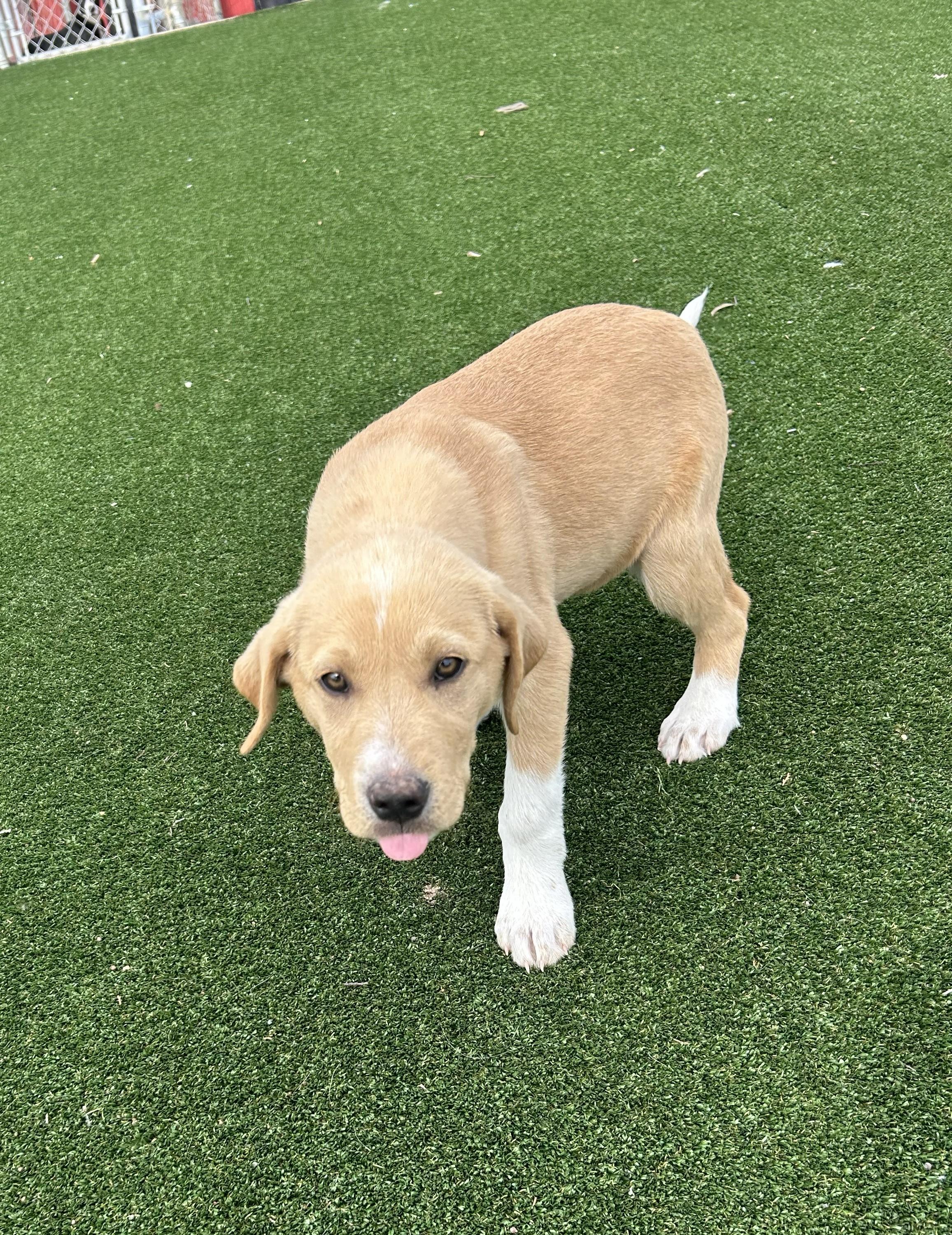 Enlarge Dani, an adopted mixed breed in Gallatin, TN image 4/5