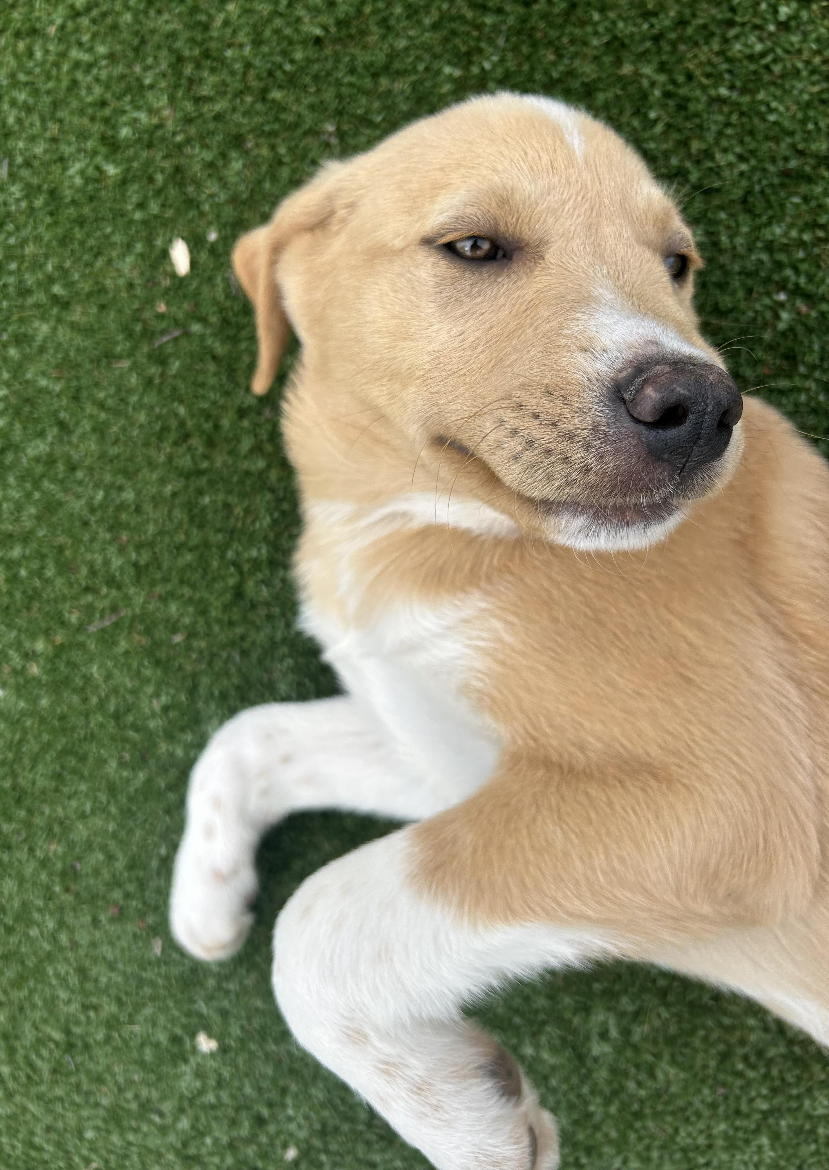 Dani, adopted, Puppy Female Golden Retriever & Labrador Retriever.