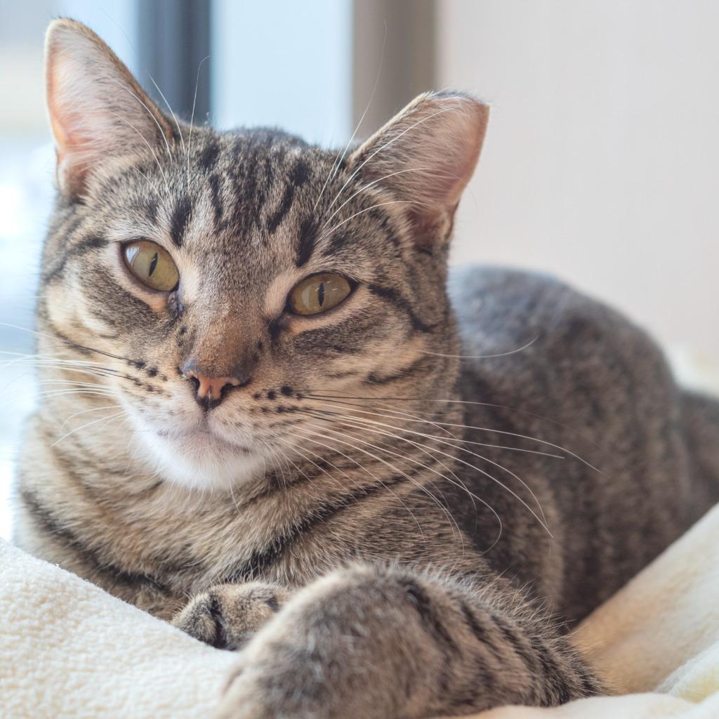 Inkay, ADOPTABLE, Young Female Domestic Short Hair.