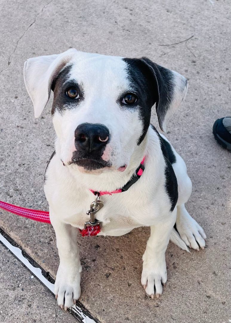Lucy, Adopted, Puppy Female Pit Bull Terrier.