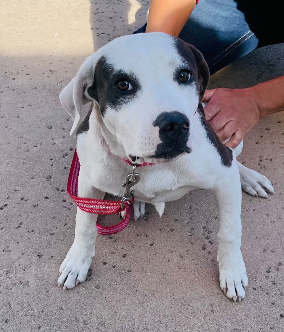 Lucy, a Adopted mixed breed in Van Nuys, CA image 3/4