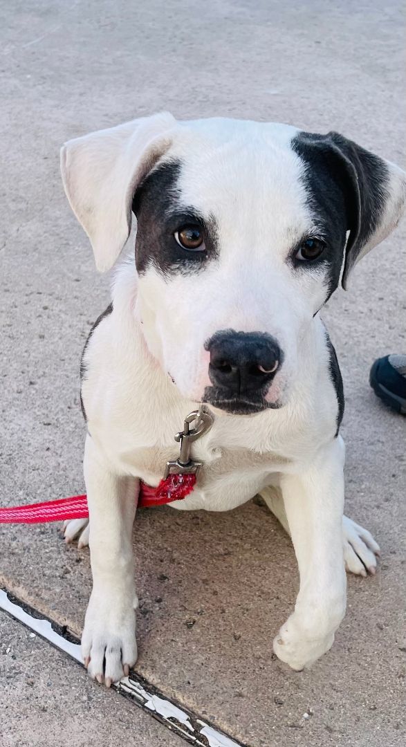 Lucy, a Adopted mixed breed in Van Nuys, CA image 4/4