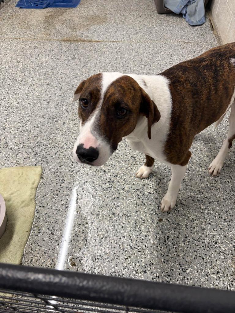 Enlarge Cobweb, a Adoptable mixed breed in Republic, MO image 1/1