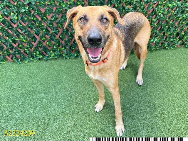 DREIDEL, Adoptable, Adult Female Mixed Breed.