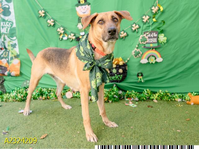 DREIDEL, Adoptable, Adult Female Mixed Breed.