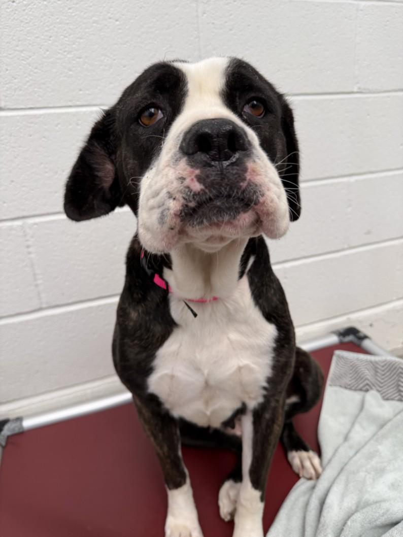 BONNIE, Adoptable, Adult Female Cane Corso & Mixed Breed.