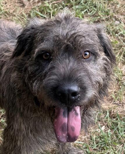 Quigley, Adoptable, Young Male Terrier & Shar-Pei.