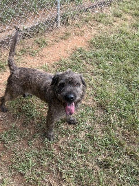 Enlarge Quigley, a Adoptable mixed breed in Carrollton, GA image 2/3