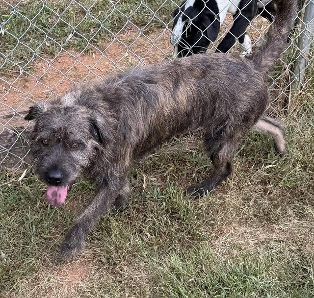 Enlarge Quigley, a Adoptable mixed breed in Carrollton, GA image 3/3