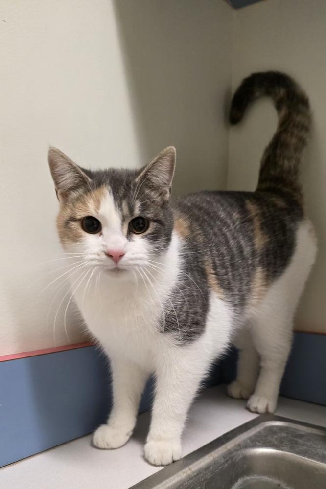 Enlarge Anna-Q, a Adoptable Domestic Short Hair in Metamora, IL image 1/1