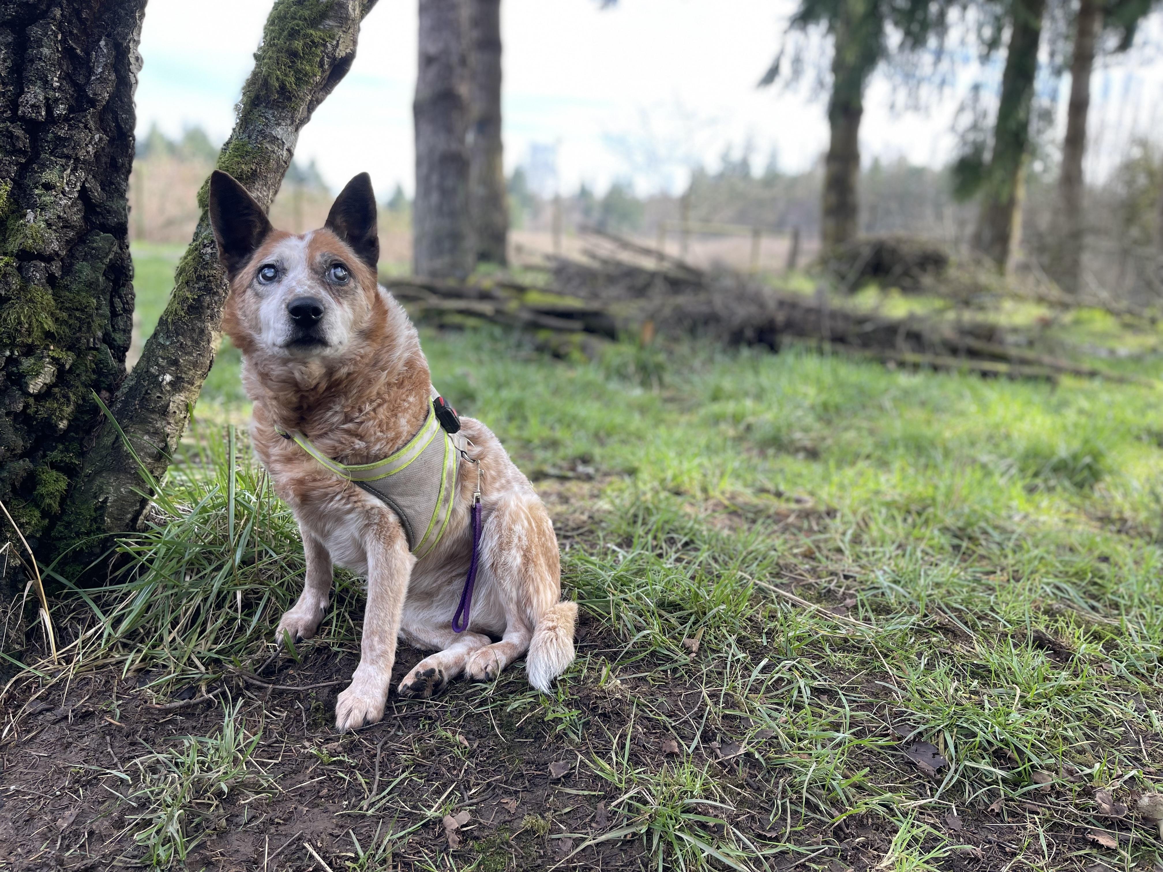 Enlarge Lily, a Adoptable Australian Cattle Dog / Blue Heeler in Oakville, WA image 1/6
