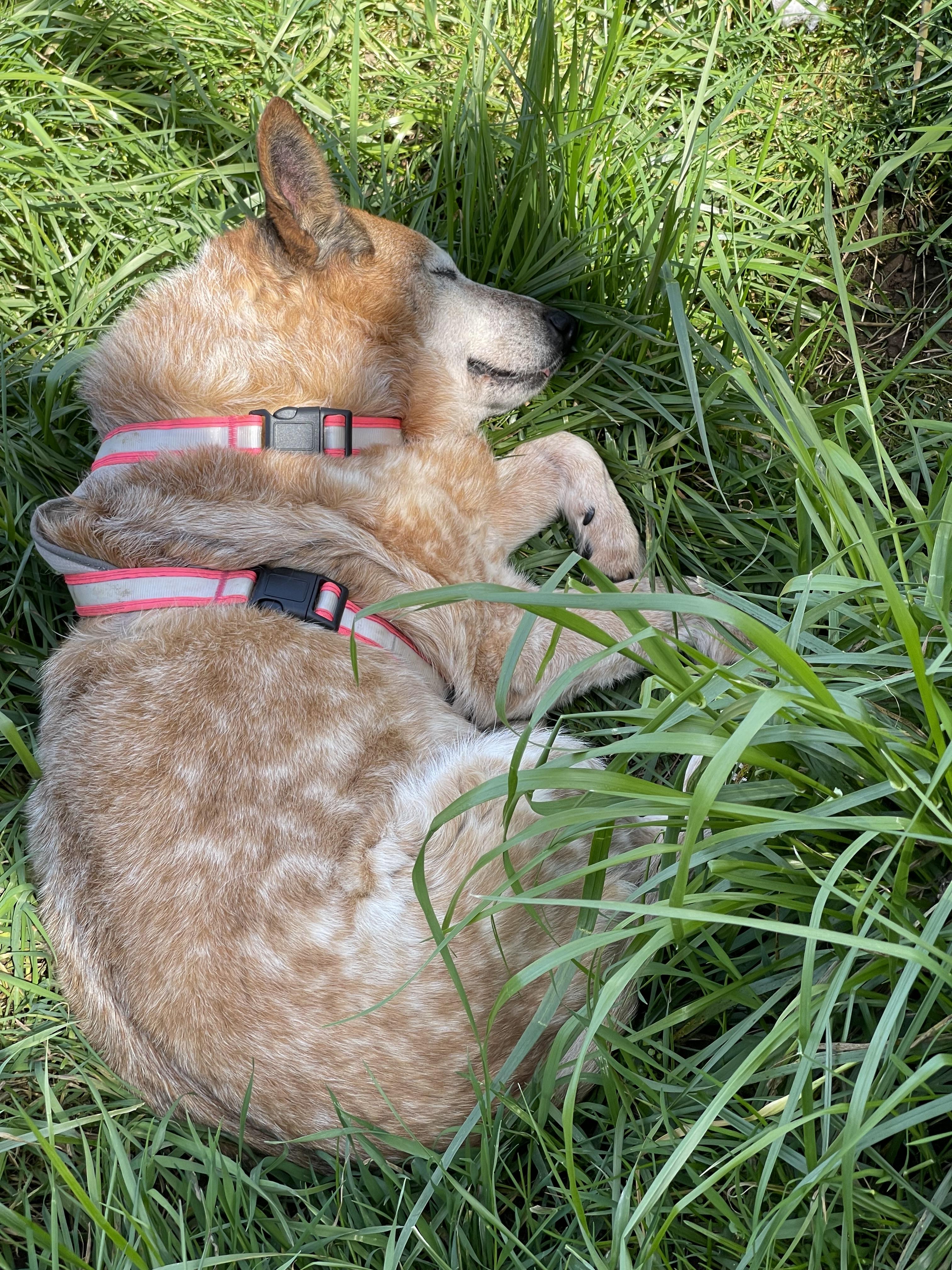Enlarge Lily, a Adoptable Australian Cattle Dog / Blue Heeler in Oakville, WA image 2/6