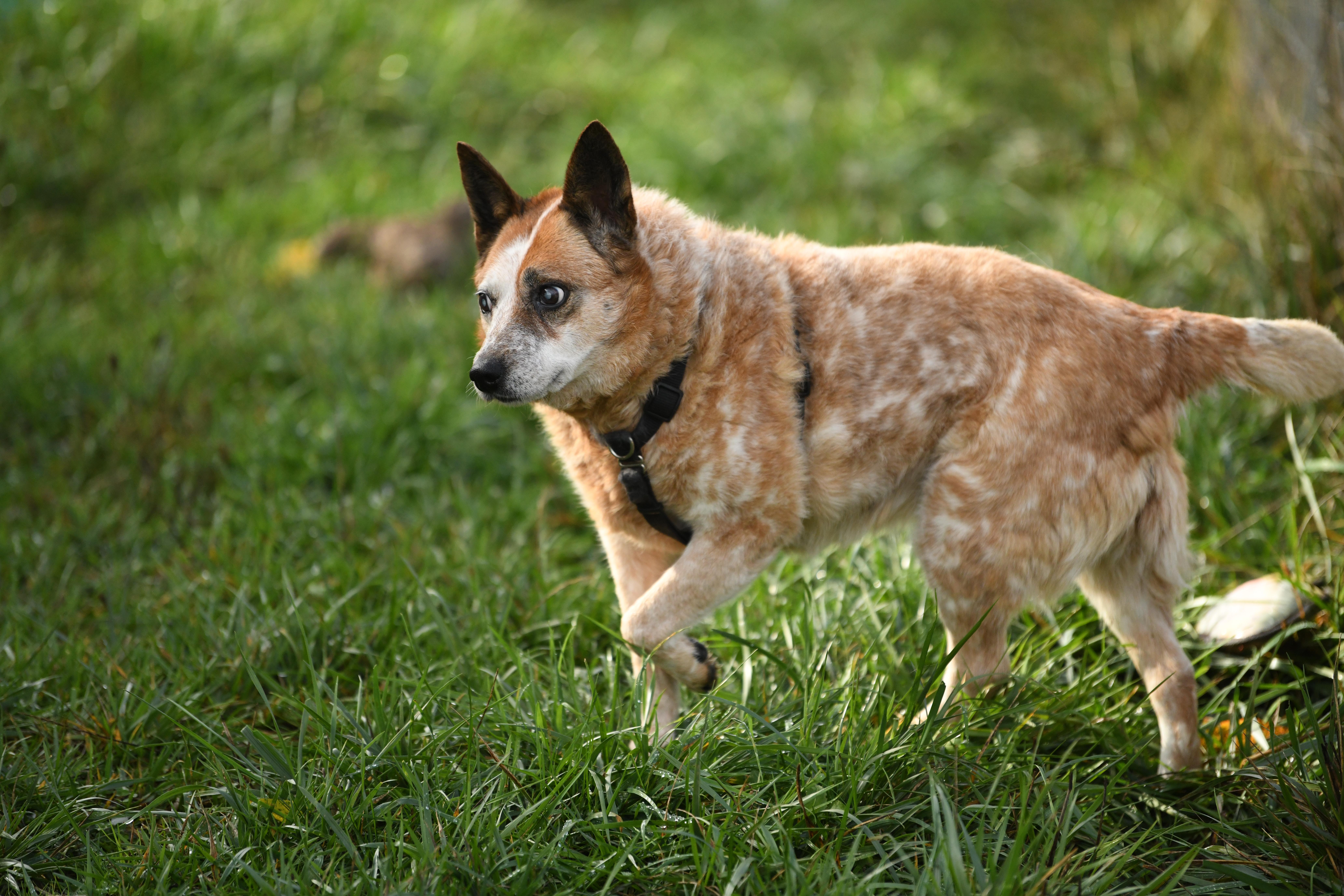 Lily, a Adoptable Australian Cattle Dog / Blue Heeler in Oakville, WA image 1/5