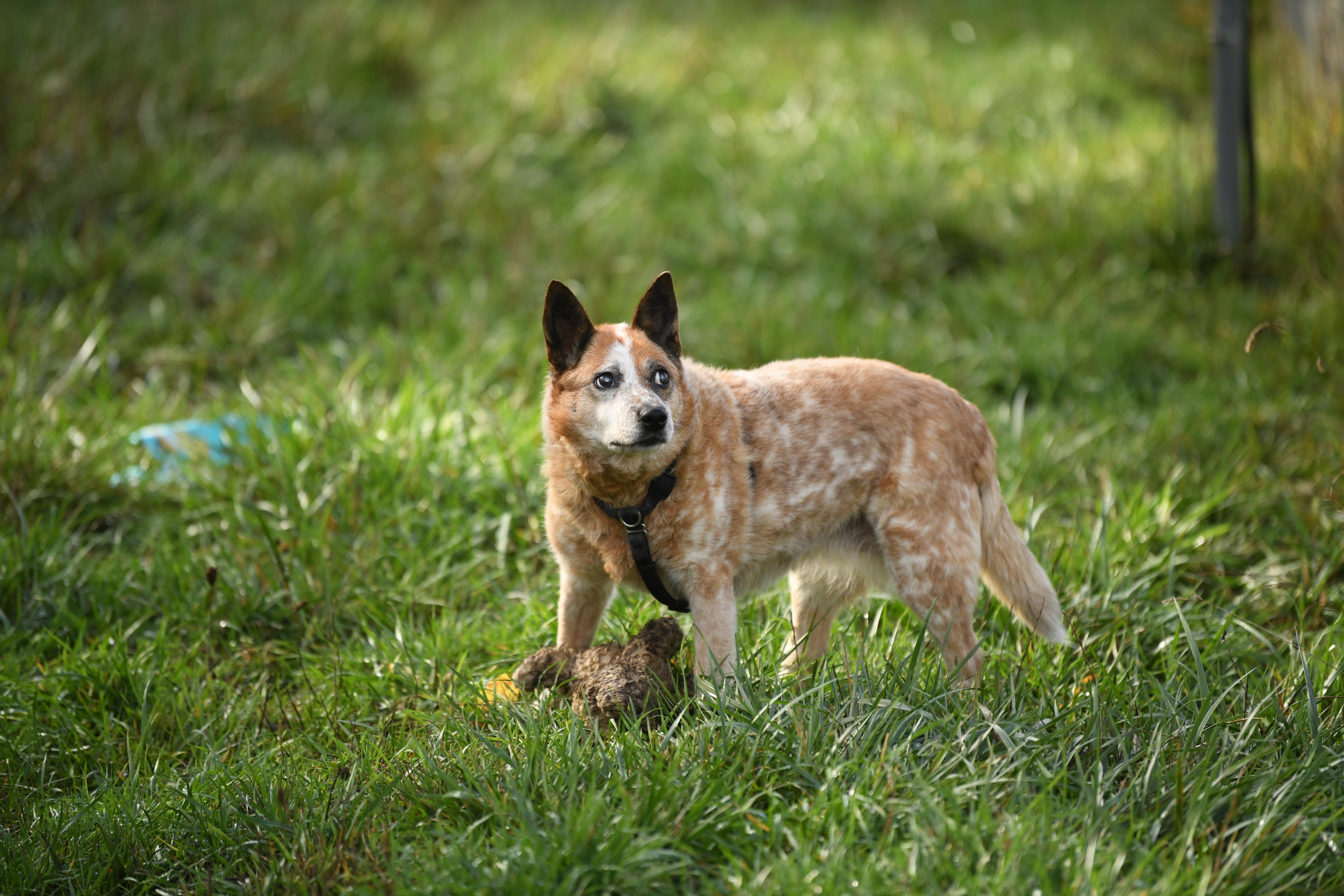 Lily, a Adoptable Australian Cattle Dog / Blue Heeler in Oakville, WA image 5/5