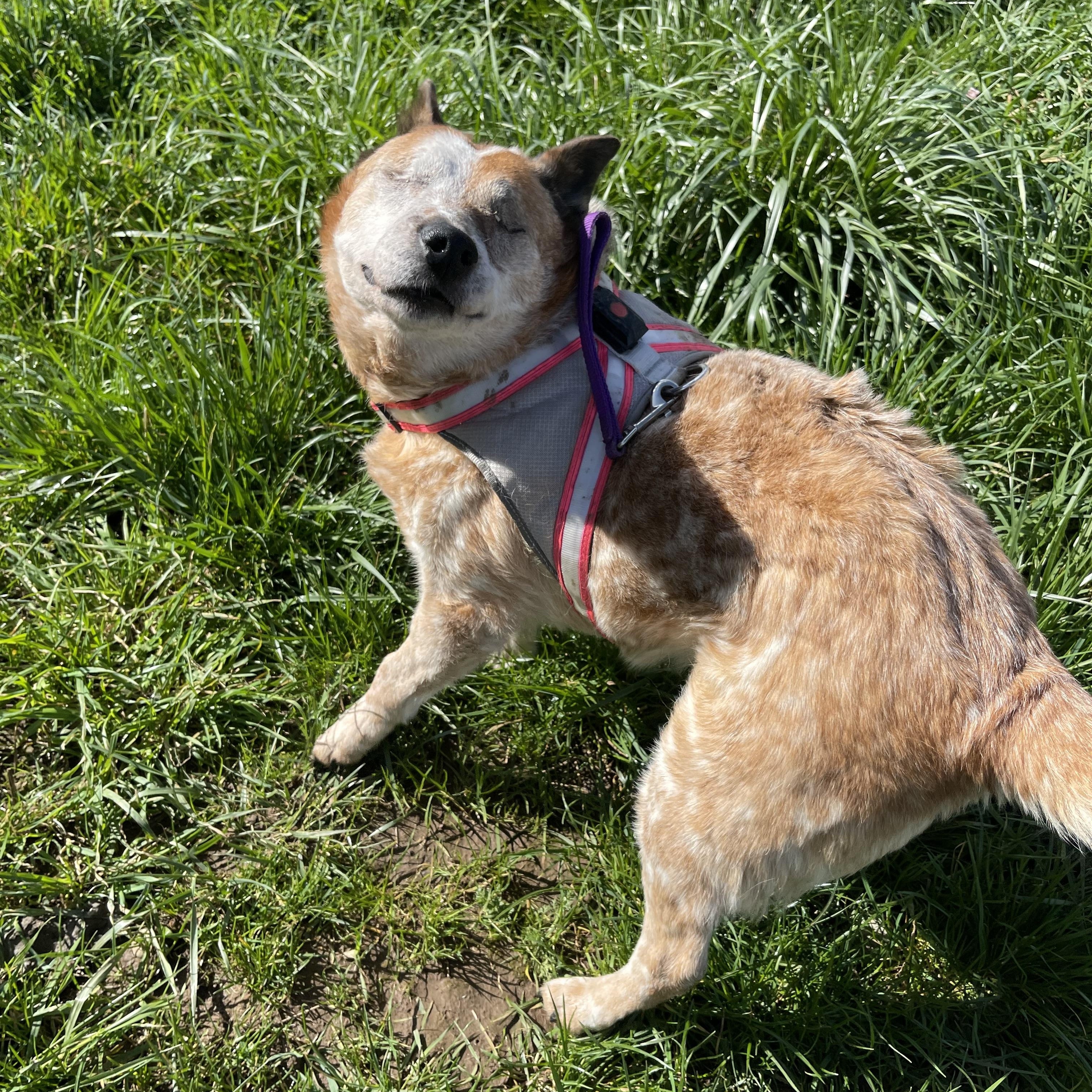 Lily, Adoptable, Senior Female Australian Cattle Dog / Blue Heeler.